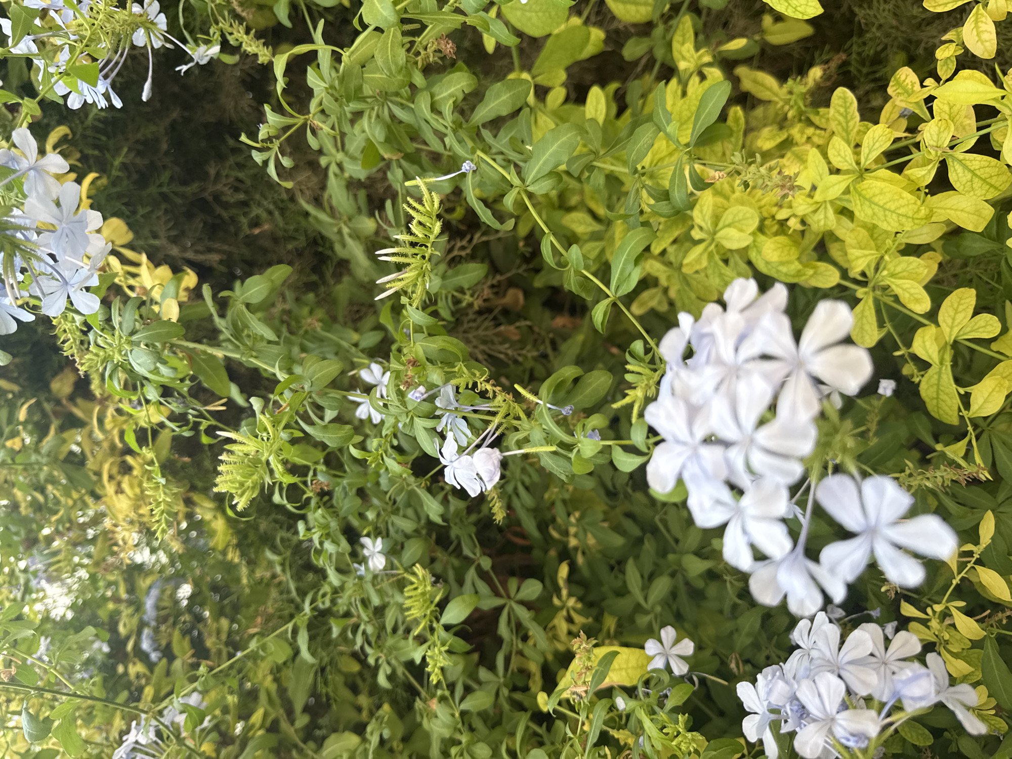 This is a close-up, vertical, eye-level shot of a lush, green and yellow leafy plant with clusters of delicate pale blue and white flowers. The plant is densely packed, with varying shades of green and yellow foliage, suggesting it is a healthy, vibrant specimen. Some of the leaves are a vibrant lime green, while others have a golden yellow hue, indicating potential sunlight exposure or a specific variety. The flowers are small and star-shaped with five petals. The background is a dark, textured surface, possibly a wall or a moss-covered structure, which is blurred and out of focus, drawing attention to the plant in the foreground. There are no people or animals visible in the image. The scene appears to be outdoors, in a garden or natural setting. The context of Agios Tychona Community, Cyprus, suggests a warm, Mediterranean climate, which would be conducive to such abundant plant growth and flowering. The image captures the beauty and detail of the plant's textures and colors.