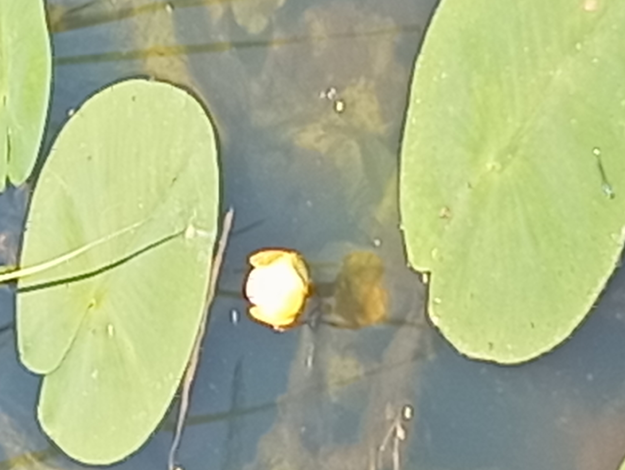 The image shows a close-up view of a water lily bud floating in dark water, surrounded by lily pads. The bud is a pale yellow and is partially submerged. Several large, round, green lily pads are visible, two of which are in the foreground and one in the background. The water is calm and reflects the light. The overall scene is natural and peaceful. No human presence or urban elements are visible, suggesting this is likely a natural setting within or near Wasilków, Poland, possibly a pond or slow-moving body of water.