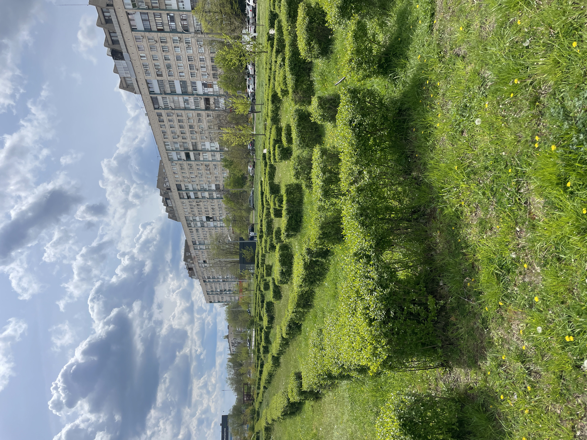 The image shows a cityscape in Unknown, Unknown, featuring a long row of meticulously trimmed, cube-shaped shrubs extending into the distance. The shrubs are positioned in a grassy area with scattered yellow flowers. A multi-story residential building stands parallel to the shrubbery, and a partly cloudy sky with patches of blue is visible above.