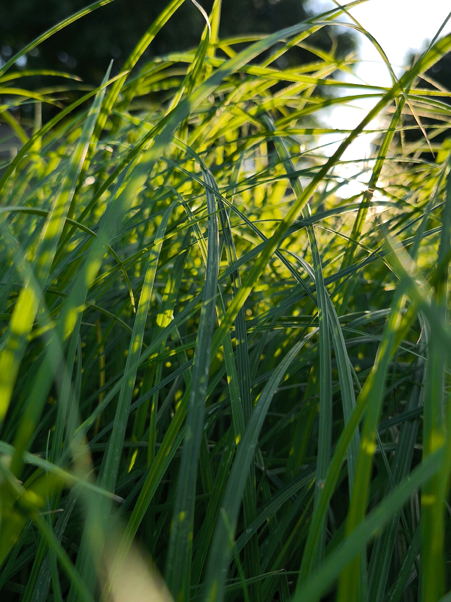 The image is a close-up, low-angle shot of lush green grass blades bathed in warm, golden sunlight. The grass is densely packed, with many blades overlapping and creating a layered effect. The sunlight filters through the grass, illuminating some blades with a bright, translucent glow and casting shadows on others. The background is softly blurred, showing dark green foliage and bright highlights of the sun, suggesting an outdoor, natural setting. The overall impression is one of vibrant, natural growth and the play of light. There are no people or man-made objects visible in the image. The scene is consistent with a grassy area in any park or natural setting. There is no information within the image that specifically places it in Mahilyow, Belarus.