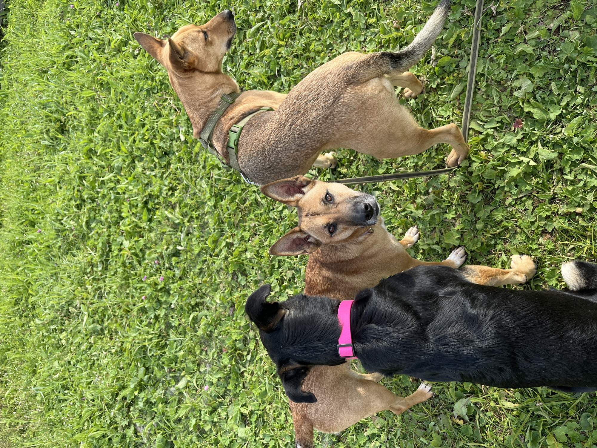 Three dogs are standing in a grassy area. The dog in the foreground is black with a pink collar and is facing away from the camera. To its right, a tan dog with pointed ears is looking towards the camera. Behind the black dog and to the left, another tan dog with a green harness is facing to the right. The environment is a field of green grass with some small wildflowers. There is a leash visible in the lower right portion of the image. The scene appears to be outdoors in a park or a backyard. There are no people visible in the image. The location is not specified in the image, so it cannot be determined if it is in Nizhny Tagil, Russia.