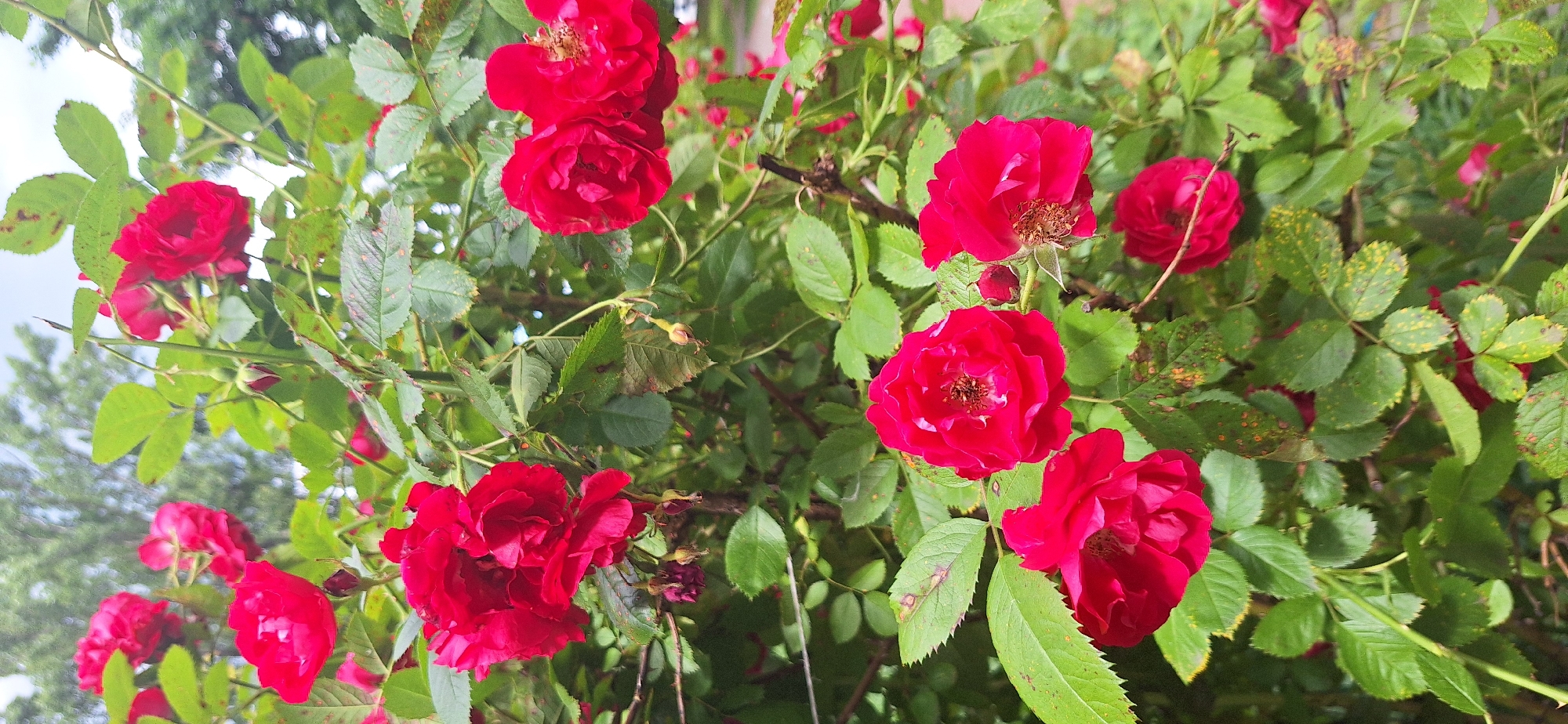 The image depicts a close-up view of a rose bush heavily laden with vibrant red roses and green foliage. Some of the rose petals show signs of browning or wilting. The leaves exhibit some spotting, indicative of potential disease or environmental stress. The background is blurred, suggesting an outdoor setting with hints of other greenery and a light-colored sky, possibly overcast. There are no people or discernible structures visible in the frame, focusing solely on the natural elements of the rose bush. The image does not contain any information that would allow for its specific location within Bila Tserkva, Ukraine.