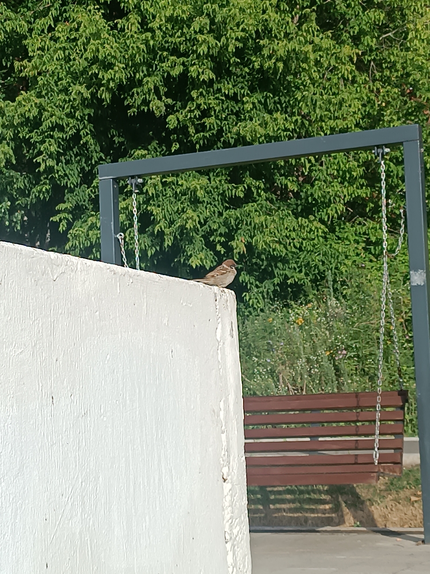 A small, brown and white bird is perched on a white concrete wall in an outdoor setting. Behind the wall, a dark metal swing set frame is visible, with chains hanging down. A wooden slatted bench is suspended from the chains of the swing set. In the background, there is lush green foliage from trees and some smaller plants with yellow and white flowers. The overall scene appears to be in a park or backyard area. The location is in the city of Chaikovsky, Russia.