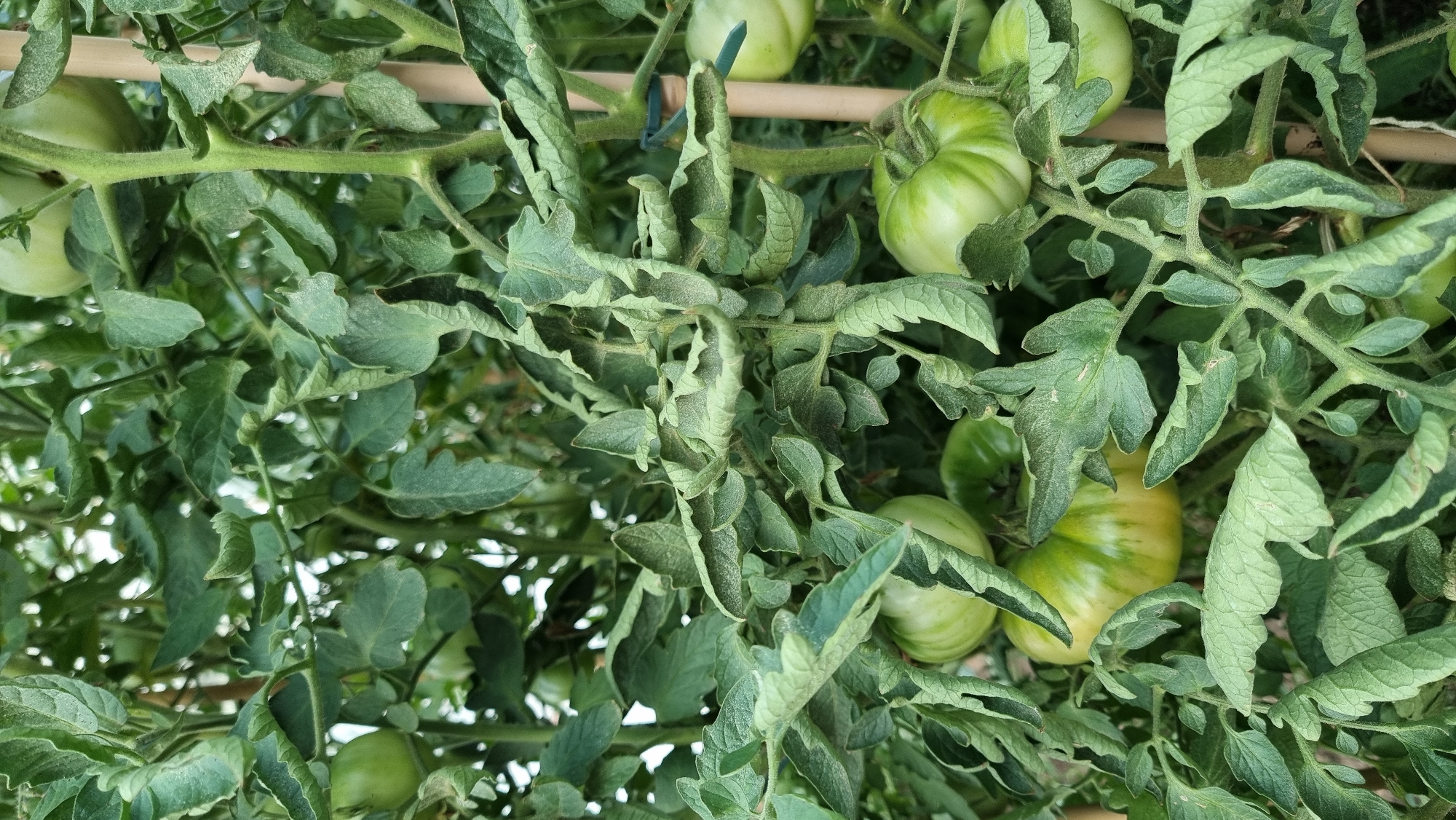 The image shows a close-up view of a tomato plant with several green tomatoes visible among the leaves and stems. The leaves are textured and some appear slightly curled or ruffled. The plant is supported by a wooden stake and a green zip tie. The environment appears to be outdoors, likely in a garden or greenhouse setting. The scene is entirely focused on the plant itself, with no other elements of the surrounding environment or any people visible. The lighting suggests it is daytime. The tomatoes are in various stages of development, all appearing unripe.