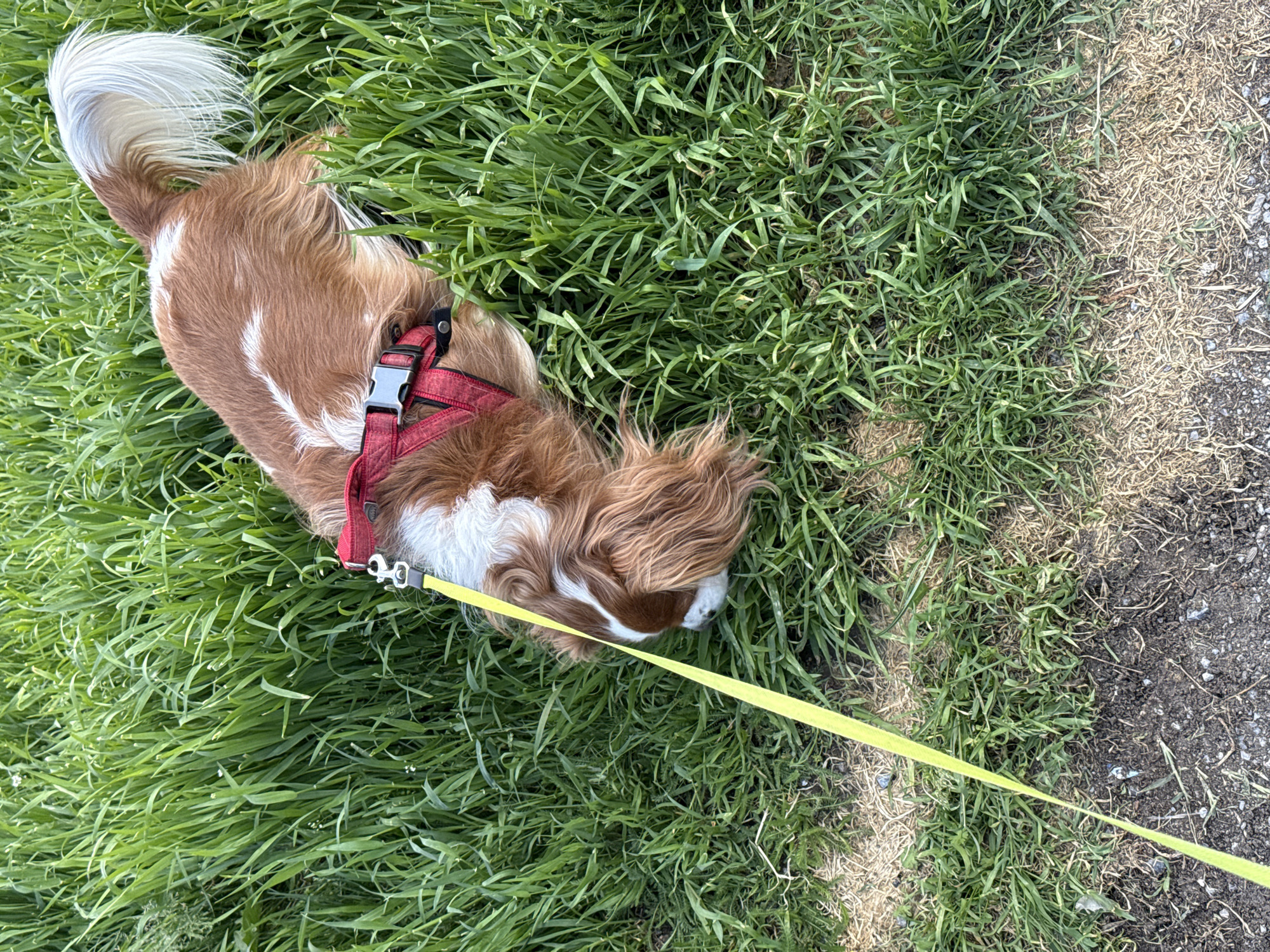 A Cavalier King Charles Spaniel, predominantly brown and white with a white tail, is lying in green grass. It is wearing a red harness and a yellow leash. The right side of the image shows a transition from grass to a dirt and gravel path. The location is likely a park in Sofia, Bulgaria.