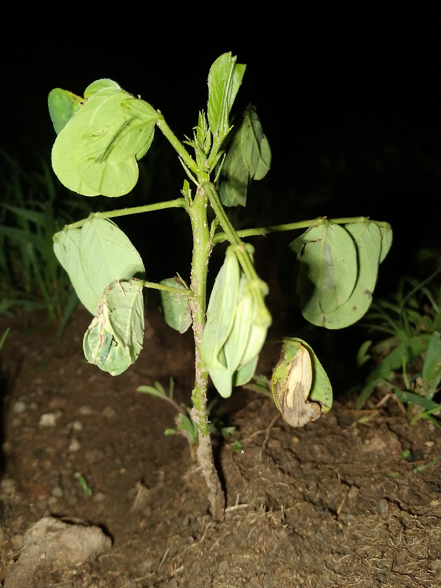 A plant with light green leaves grows in the ground. Some of the leaves are folded inwards and have brown spots. The stem of the plant is covered in small white spots. The background is dark and out of focus. The location is Barikin Gidar Kanat, Nigeria.
