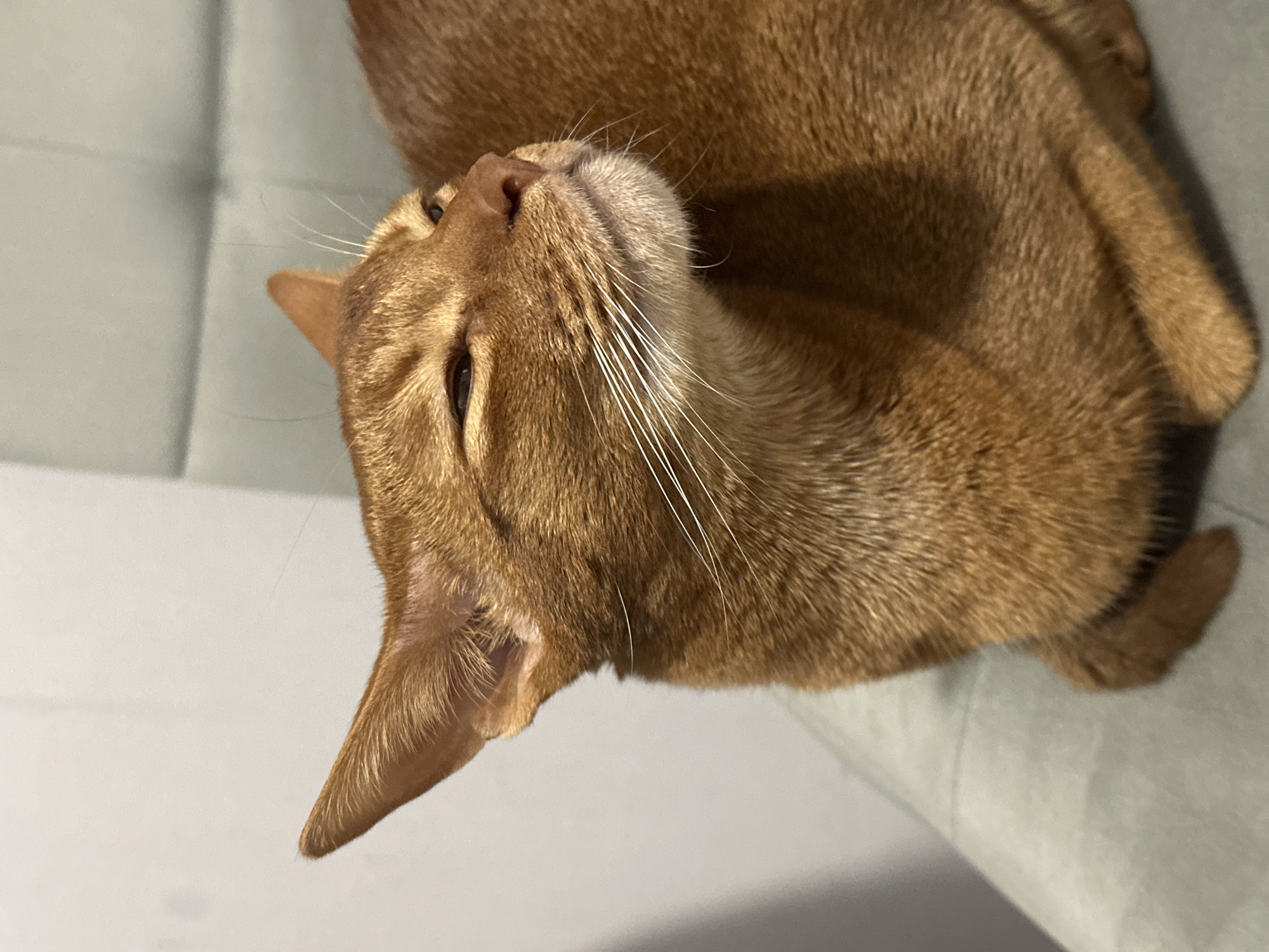 A close-up, angled shot depicts a ginger-colored cat lying on a pale grey surface. The cat's head is tilted upwards, with its eyes partially closed. The cat's fur is short and dense, with longer, white whiskers extending from its muzzle. The ears are pointed and erect. The background is blurred and out of focus. There is no information in the image to indicate it was taken in the city of Kazan, Russia.