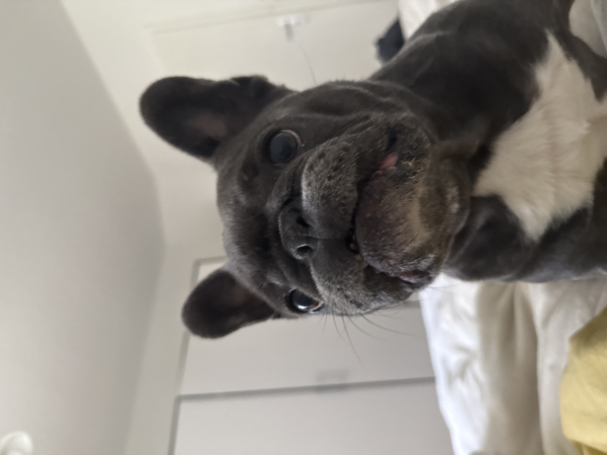 A close-up, low-angle shot shows the face of a French Bulldog, likely indoors. The dog has dark gray fur with white markings on its chest. Its large, dark eyes are looking directly at the camera, and its mouth is slightly open, revealing a pink tongue and teeth. The dog appears to be sitting on a white blanket or bed, with a yellow object in the lower left corner of the frame. In the background, there are white closet doors and a white wall. This scene is not specific to Bad Sachsa, Germany, as there are no identifiable landmarks or contextual clues to place it in that location.