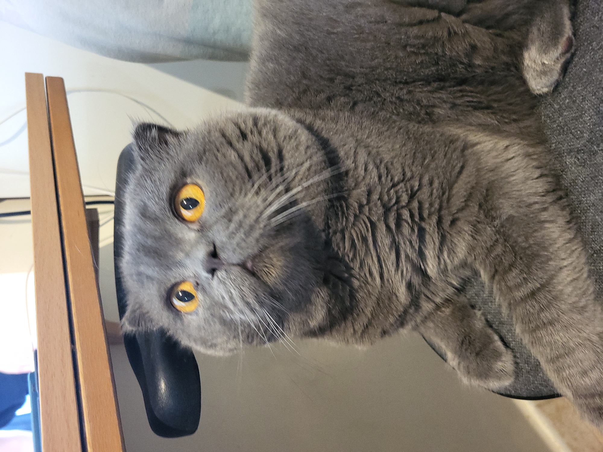 A medium close-up shot shows a grey British Shorthair cat with bright orange eyes. The cat is sitting on a dark grey fabric surface, possibly a chair or sofa. Its fur is thick and appears soft. The cat is looking upwards and slightly to the left of the camera. Behind the cat, a light wood desk or shelf is visible. Part of a black office chair seat is also visible under the desk. The background is mostly a light-colored wall with some cables running vertically. The lighting is soft, and the overall scene appears to be indoors, in a home or office environment.