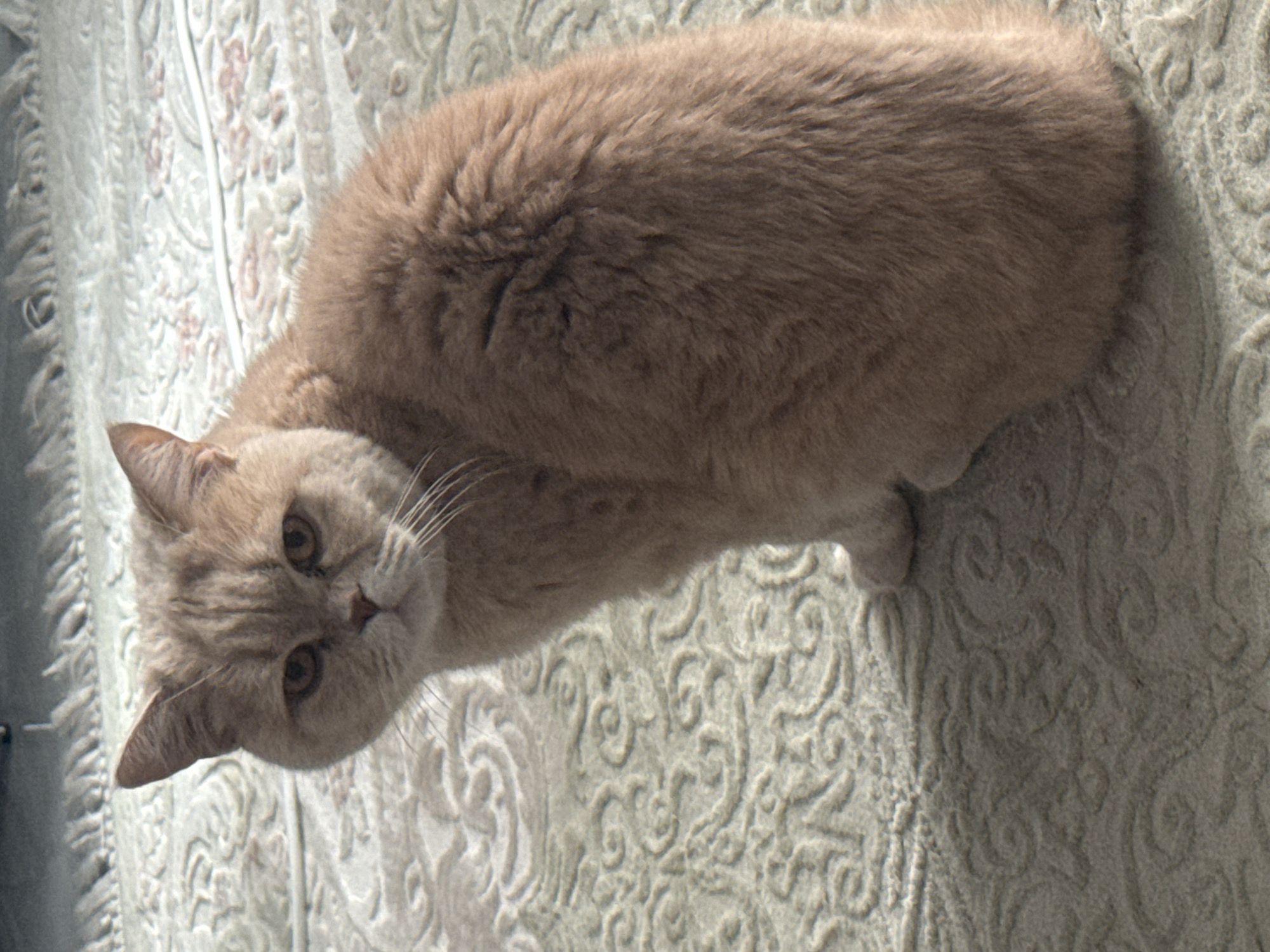 A cream-colored domestic cat, possibly a British Shorthair, is the primary subject of this image. The cat is lying on a soft, light-colored textile surface, which appears to be a blanket, duvet, or carpet, adorned with an intricate, embossed or woven pattern of swirling, organic designs in shades of off-white and light grey.
The cat's head is tilted slightly upward and to the left, and it is looking directly at the viewer with an alert and curious expression. Its round face features warm amber-colored eyes, a pinkish-brown nose, and long, prominent white whiskers. Faint tabby markings are visible on its forehead. Its fur is dense, plush, and a uniform cream or light fawn color.
The scene is set indoors, likely in a home environment, with soft, diffused lighting that highlights the texture of both the cat's fur and the patterned fabric. The overall mood is calm and peaceful. The cat appears relaxed yet engaged, observing its surroundings or the photographer. There is no visible text in the image.