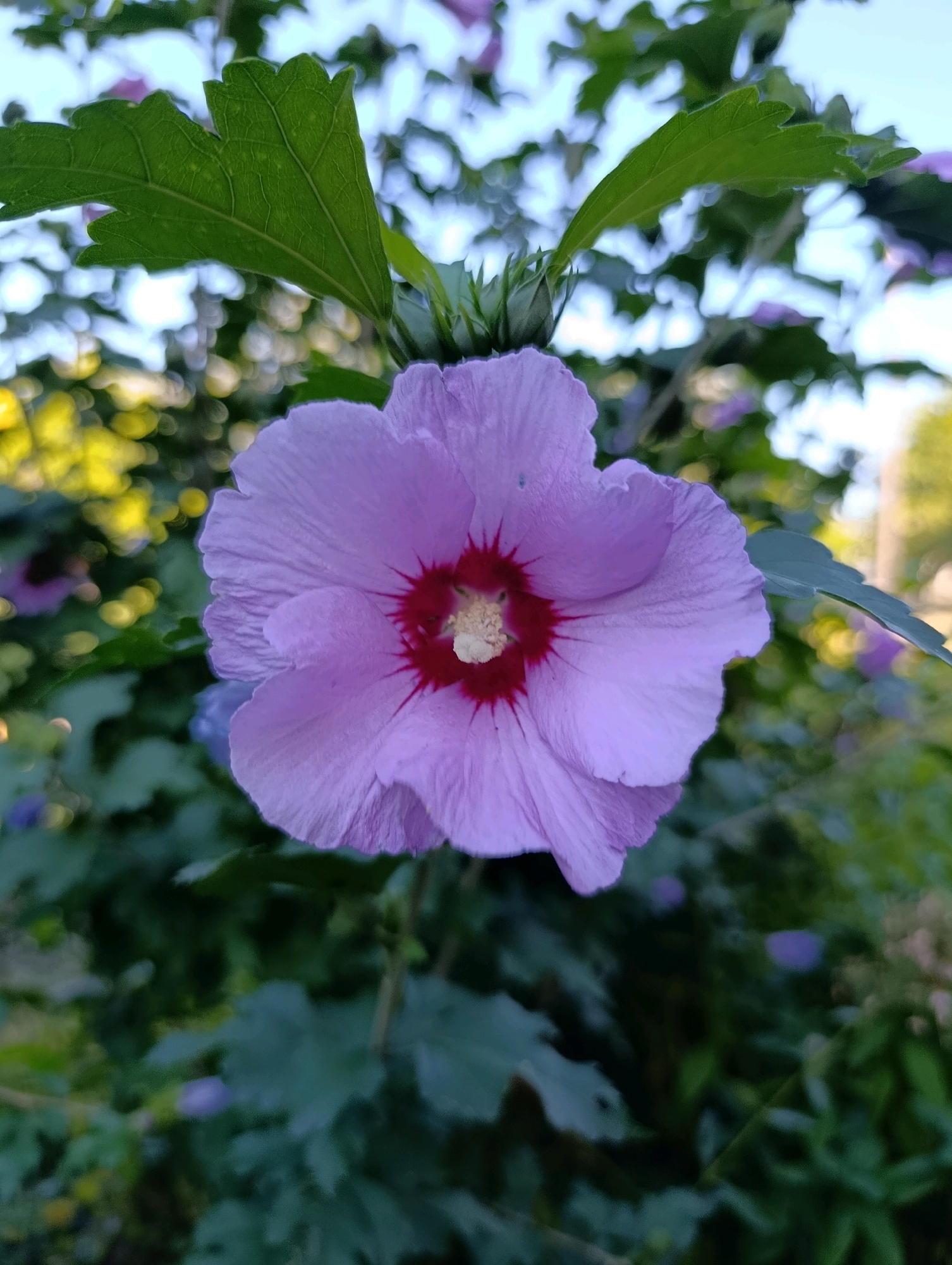 A close-up, eye-level shot captures a single, pale purple hibiscus flower in full bloom, dominating the center of the frame. The flower displays delicate, slightly ruffled petals and a deep crimson center with a yellow pistil. To the left of the flower, a serrated green leaf with visible veins extends into the upper left corner, and a green bud is visible just above and to the left of the flower's center. The background is a soft blur of green foliage, with warm, out-of-focus circles of light, likely sunlight filtering through trees, scattered throughout. The overall lighting suggests a sunny day, possibly late afternoon due to the warm tones in the background. The image provides no direct information about the location within Cherkasy, Ukraine, nor does it depict any people, actions, or interactions.