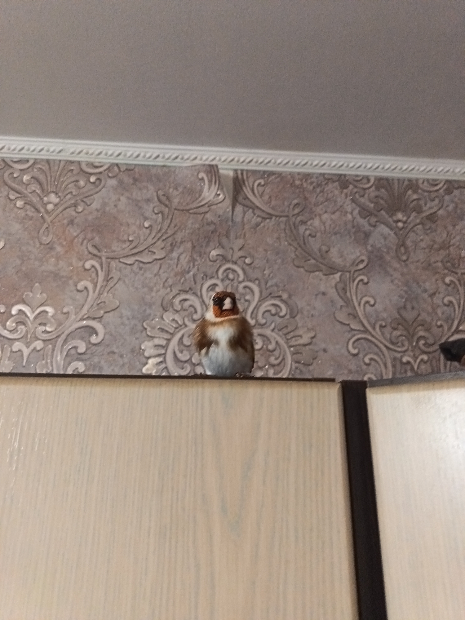 A small, plump passerine bird, appearing puffed up, is perched centrally on top of a light-colored wooden furniture unit, likely a wardrobe or cabinet. The bird features a distinctive reddish-brown patch on its head and face, white cheeks, and a body with mixed brown and white plumage. It has a dark eye and a small dark beak, and is looking slightly upwards and to its left.
The furniture unit shows a vertical dark strip on its right side, suggesting a division between panels or doors. Above the furniture, the wall is adorned with wallpaper displaying an intricate, slightly embossed damask-like pattern in light grey and brown tones. A white decorative molding with a subtle braided texture runs along the top edge of the wallpaper, separating it from the plain, light-grey ceiling.
The scene is set indoors, under ambient artificial lighting that creates a soft, even illumination. No specific time of day or external weather conditions are discernible. There are no people present, and no visible text in the image. The context provided indicates the location is Nizhnevartovsk, Russia.