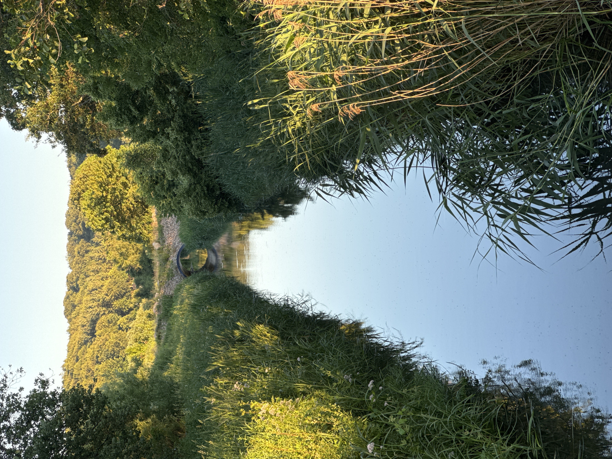 The image shows a narrow, calm body of water, likely a canal or small river, flowing between banks densely overgrown with tall green reeds and grasses. Sunlight illuminates the vegetation, casting warm tones on the scene. In the distance, a small, arched stone bridge crosses the water. Beyond the bridge, a tree-covered hillside rises, bathed in the golden light of late afternoon or early morning. The sky is clear and pale blue. The scene is natural and peaceful, with no people or specific human activity visible. The location is not identifiable as Vejle, Denmark, based on visual cues alone.