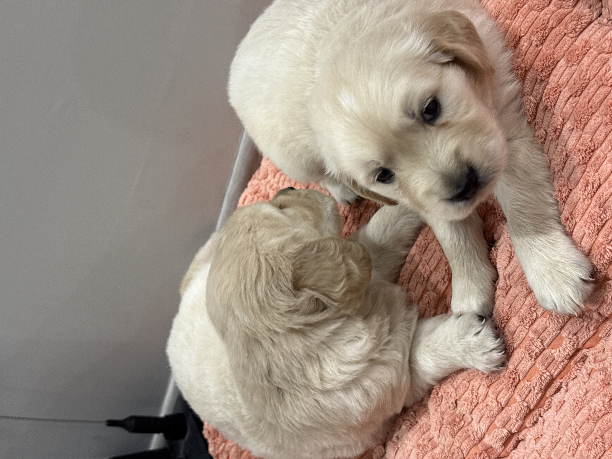 Two light-colored puppies are on a peach-colored, textured blanket. One puppy is lying curled up, while the other is looking directly at the camera, with its paws extended. The setting appears to be indoors, next to a gray wall. The location is unknown.