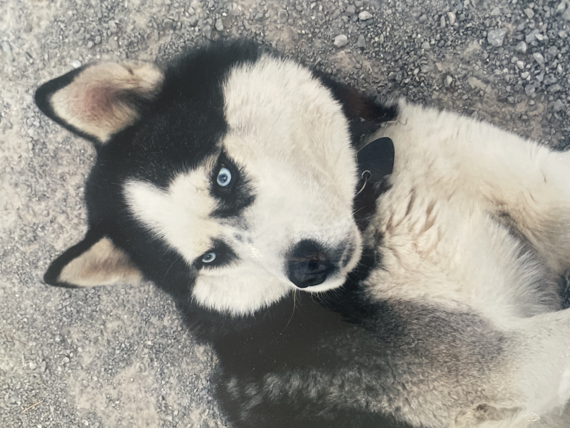 A black and white Husky dog is depicted lying down outdoors, looking directly at the camera. The dog's striking bright blue eyes are a prominent feature against its primarily black and white fur. Its face shows a classic Husky mask pattern, with white fur covering the muzzle and extending between the eyes, contrasting with the black fur around its head and ears. The inside of its erect ears shows a reddish-brown tint. A black collar with a black tag is visible around its neck.
The dog is positioned on a ground covered with small, grey, angular pebbles or gravel, suggesting an outdoor, possibly natural or unpaved setting. Its body is mostly white and grey-black, indicating a thick coat. The animal appears calm and relaxed, possibly curious as it gazes towards the viewer with a slight head tilt. The overall lighting suggests it is daytime. There is no visible text in the image. The location context is Sofia, Bulgaria.