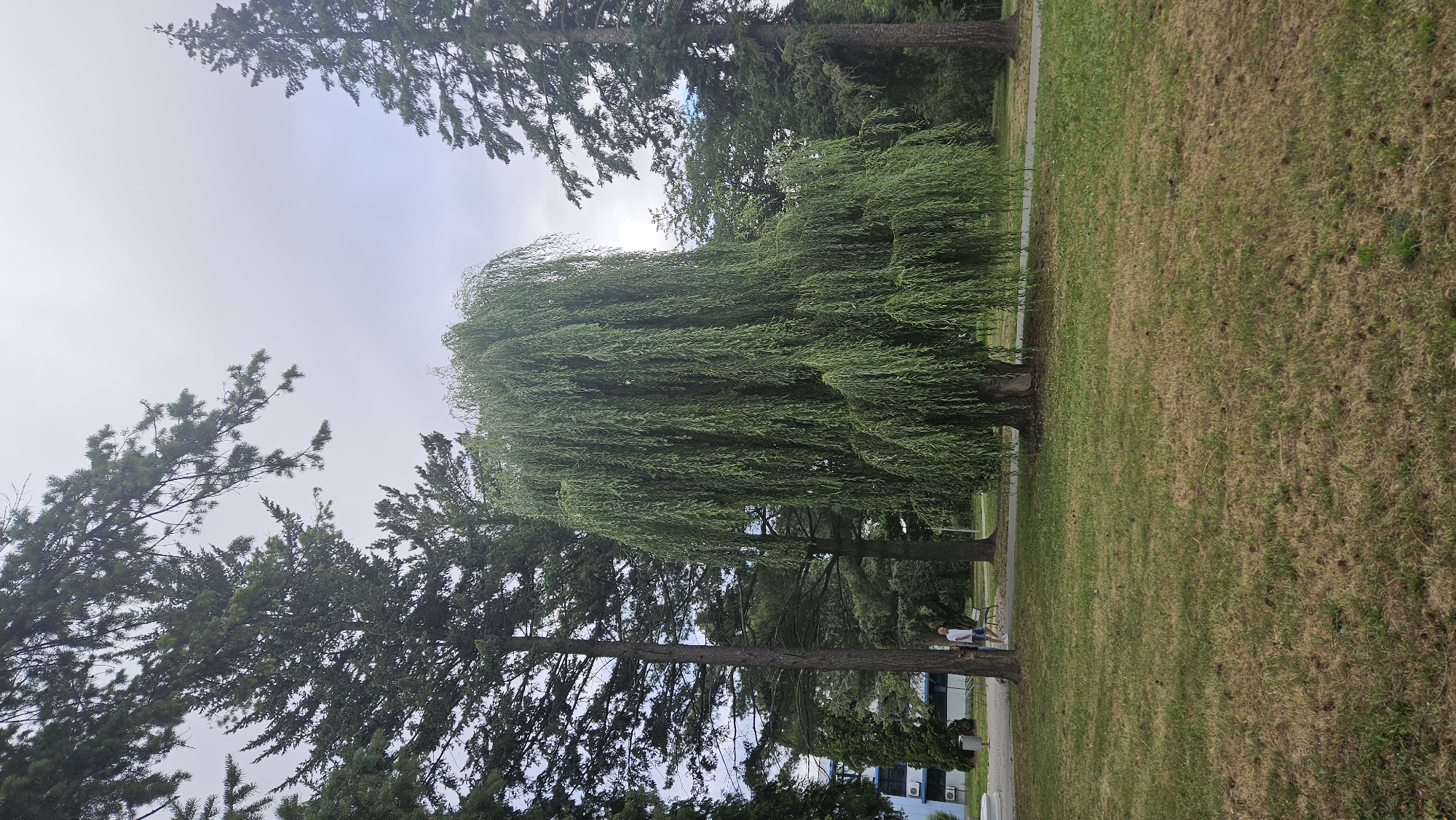 The image shows a large weeping willow tree in a park-like setting. The tree is in the center of the frame, with its branches hanging down. There are several other trees in the background, including tall pine trees. A building with blue accents is visible on the left side of the image. A person is walking on a path behind the willow tree. The ground is covered in grass, with some dry patches. The sky is overcast. The scene is likely in the city of Prešov, Slovakia, as indicated by the presence of a building that appears to be part of an educational institution or a public facility, which are common in urban areas of Slovakia.