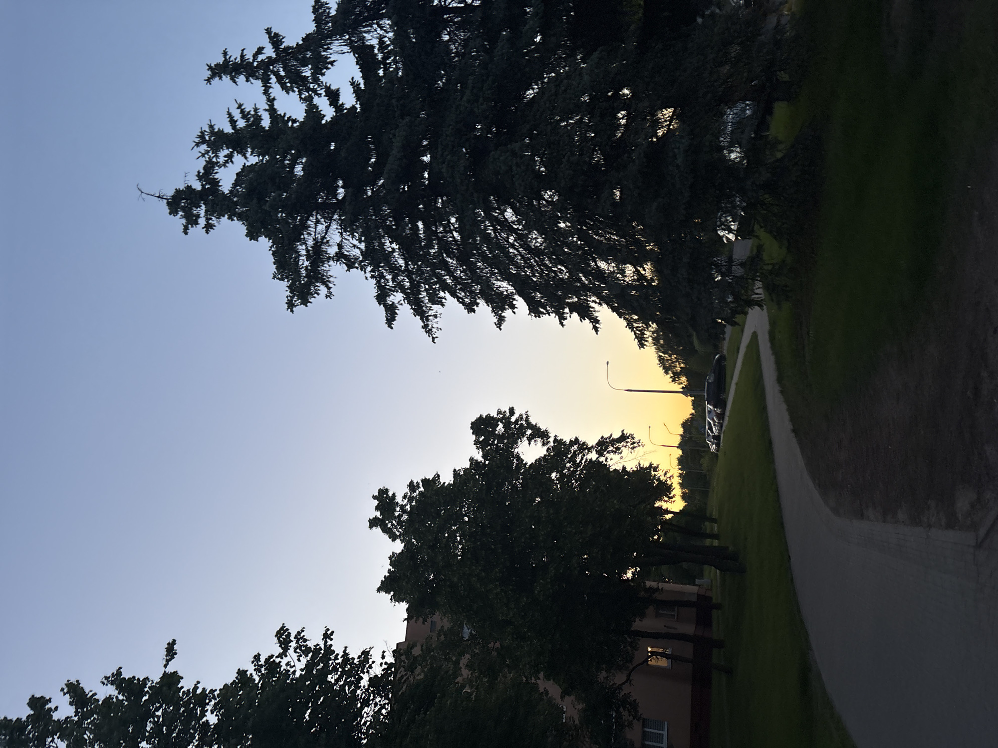 The image depicts an outdoor scene in Minsk, Belarus, at dusk. A paved walkway runs diagonally across the frame, bordered by green grass on one side and various trees and shrubbery on the other. A tall evergreen tree with drooping branches dominates the upper left portion of the image, contrasting with the lighter sky. A building and other deciduous trees are visible in the mid-ground. In the background, lampposts stand along the pathway, and cars are parked along the road. The sky graduates from blue to a muted yellow-orange near the horizon, indicating sunset or sunrise.