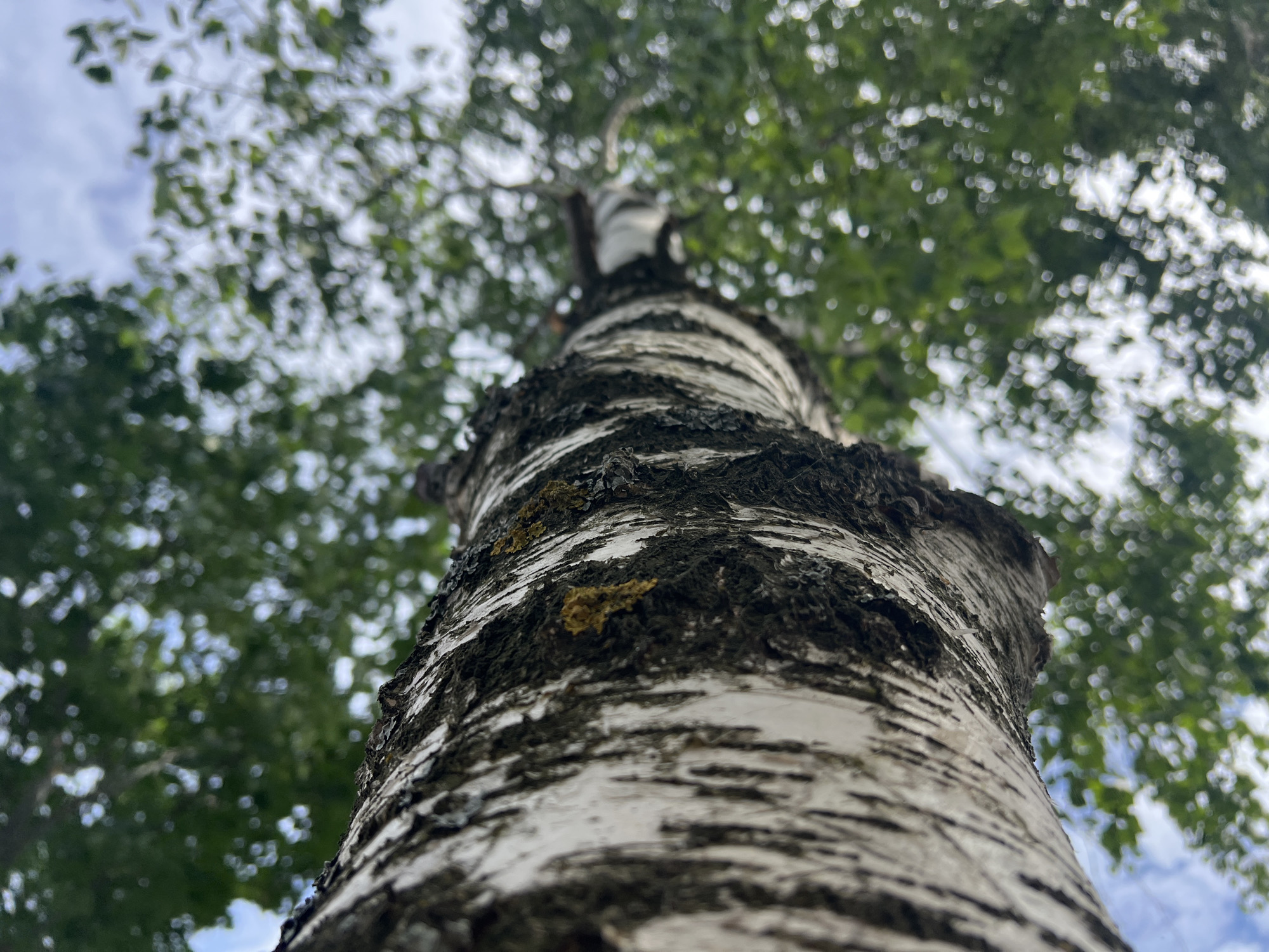 The image is a low-angle shot looking up at the trunk of a birch tree. The bark is predominantly white with dark, irregular markings. The texture of the bark is rough and furrowed, with some patches of greenish-yellow lichen visible. The tree trunk curves upwards and recedes into a canopy of green leaves, which are out of focus, creating a bokeh effect. Glimpses of a cloudy sky are visible through the foliage. The scene appears to be in an outdoor natural setting, likely a park or wooded area, and no people are present. The overall impression is one of looking up from the base of a tree towards the sky.