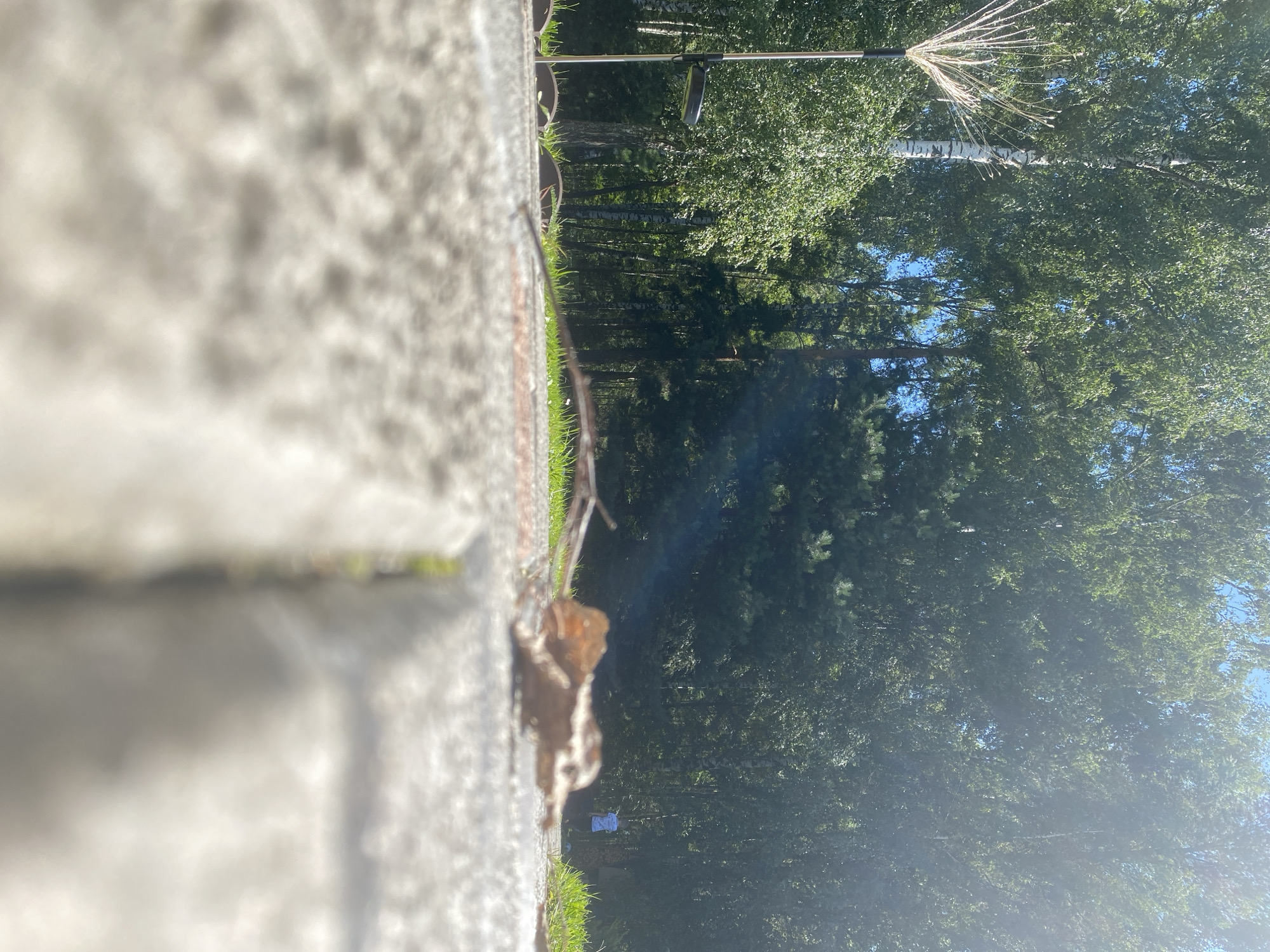 The image is taken from a low-angle perspective, focusing on a textured, light-colored paved surface. A dry, brown leaf lies prominently in the foreground, slightly out of focus. Beyond the paving stones, a line of green grass is visible, bordered by a row of rounded, dark-colored stones. In the middle ground, a tall, slender birch tree with distinctive white bark stands out against a dense backdrop of green foliage from various trees. To the left, a metallic garden decoration with radiating thin elements, likely a solar-powered light, is positioned near the birch tree, accompanied by a small black solar panel. Further back, a person wearing a light blue shirt is visible in the distance, standing amidst the trees on the right side of the frame. The environment appears to be a park or outdoor recreational area, bathed in sunlight that creates lens flare and bright highlights, particularly on the trees on the right. The overall scene suggests a sunny day in a natural setting.