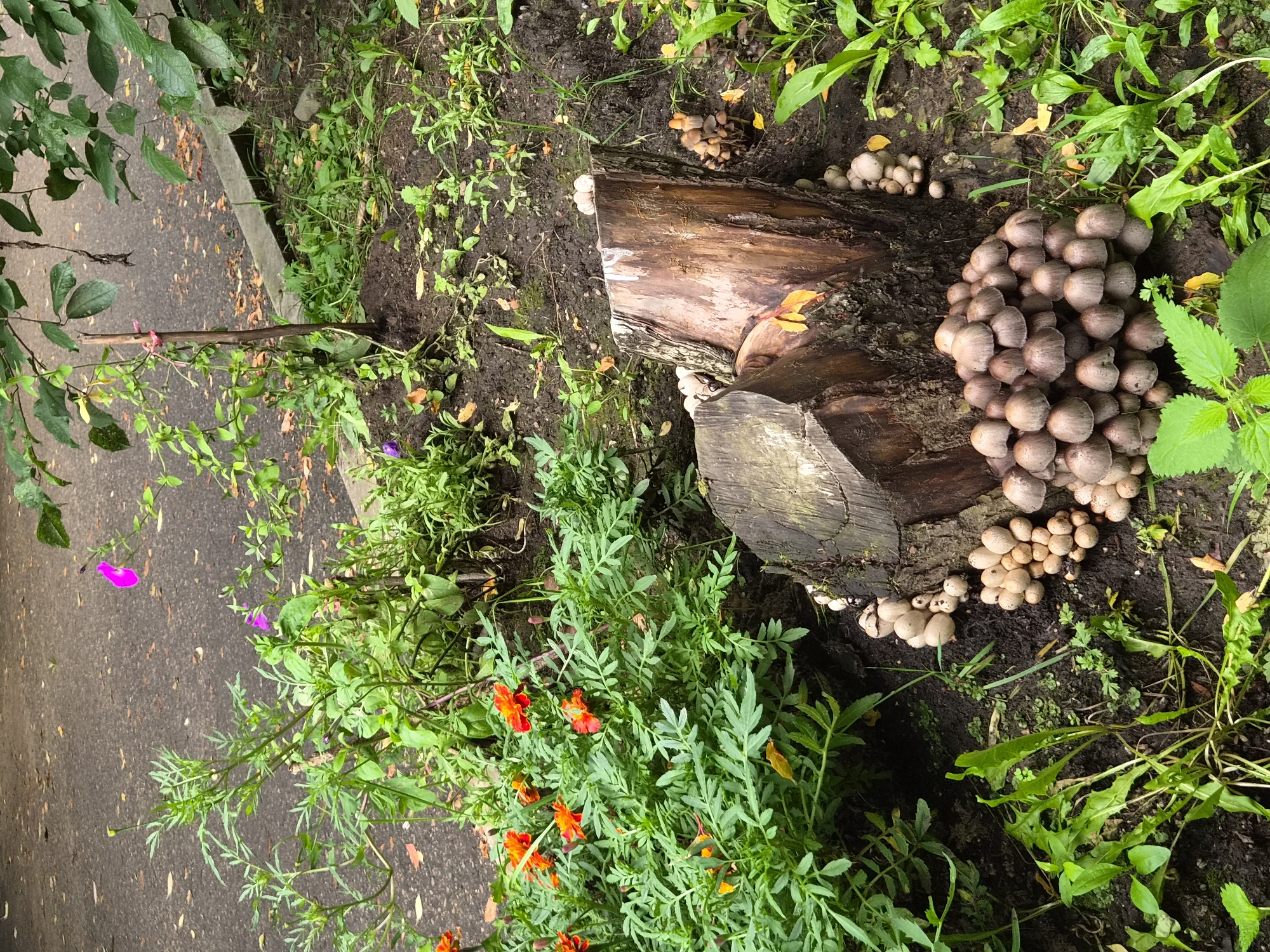 The image depicts a close-up, eye-level view of a tree stump with a cluster of mushrooms growing around its base and on its surface. The stump is weathered and textured, exhibiting cracks and a rough, woody surface. A variety of mushrooms, predominantly in shades of brown and beige, are visible. Some are small and clustered together, while others are larger and more spread out.
Surrounding the stump is a patch of dark, damp soil interspersed with green foliage. To the left of the stump, a dense growth of green plants with feathery leaves is present, featuring several bright orange flowers. Further to the left, a patch of asphalt is visible, possibly a road or pathway, with scattered brown leaves on its surface. In the background, more greenery and what appears to be a concrete curb are visible. A thin wooden stake with pink twine is planted in the soil to the left of the stump, supporting a thin vine with small green leaves and a few tiny pink flowers.
The scene is likely a natural or semi-natural environment, such as a garden, park, or the edge of a wooded area within the city of Chita, Russia, given the presence of the asphalt and curb suggesting urban proximity. No people are visible in the image. The lighting suggests an overcast day.