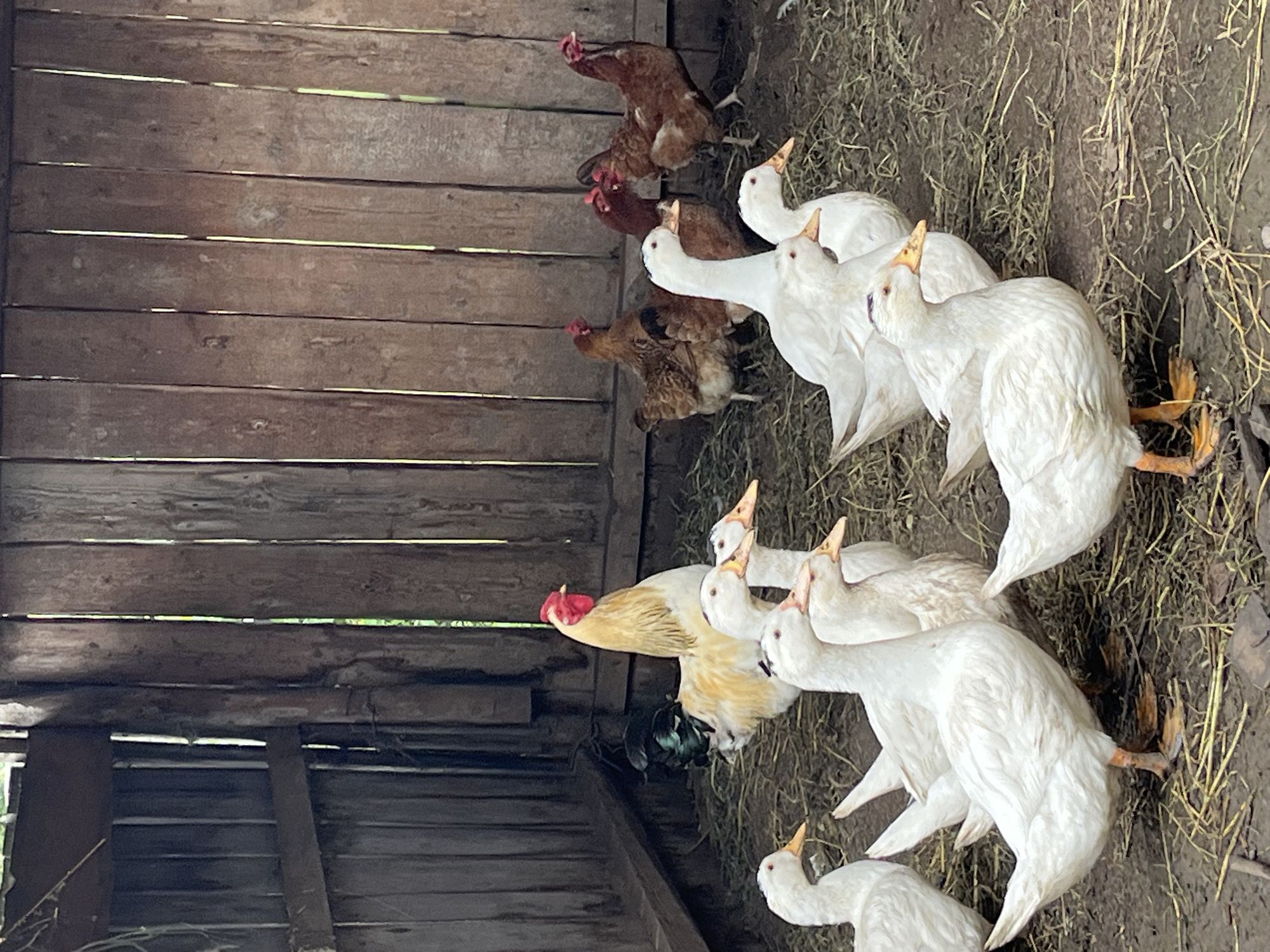 The image depicts a group of domestic poultry within a rustic wooden enclosure, likely a coop or shed, in Большой Гондыр, Russia. The enclosure has a dirt floor covered with straw and a wooden plank wall in the background. Dominating the foreground are several white ducks with orange beaks and legs, some facing the camera, others turned away. Behind them, a prominent rooster with golden plumage and black tail feathers stands alert. Further back, several brown chickens are visible, also standing on the straw-covered ground. The scene appears to be an outdoor rural setting.