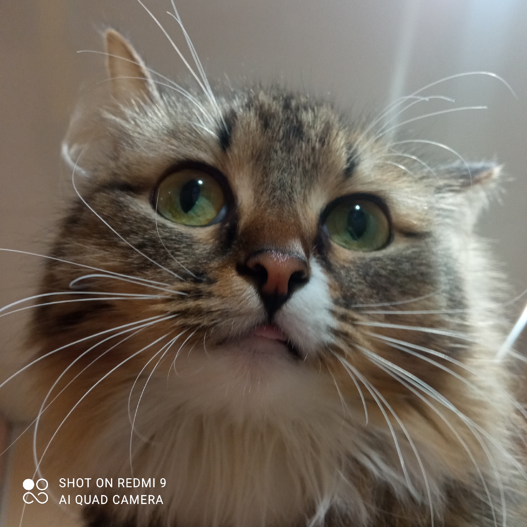 A close-up, low-angle shot focuses on a cat's face, revealing its green eyes, pink nose, and long white whiskers. The cat has brown and grey fur, and its ears appear slightly alert. A small portion of its tongue is visible. The bottom left corner of the image contains the text "SHOT ON REDMI 9 AI QUAD CAMERA." The photo may have been taken in a residential setting, such as a house or apartment, as the cat may be a domestic pet. The city of Chaikovsky, Russia, is not explicitly identifiable as a location in the image, and cannot be ascertained.