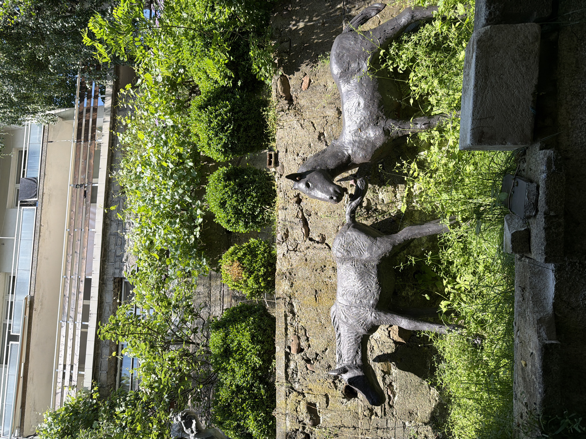 The image depicts an outdoor scene with two dark-colored sculptures of horses against a stone wall overgrown with green foliage and bushes. The sculptures are positioned in the foreground, with one horse facing left and the other facing right. The stone wall behind the sculptures is textured and appears aged. Above the wall, there are more green plants and trees, and in the background, a modern building with balconies is visible. The lighting suggests it is daytime with strong sunlight casting shadows.
This is a view of the "Sculpture Garden of the National Academy of Arts" located in Sofia, Bulgaria. The garden showcases various artworks from the academy's students and faculty.