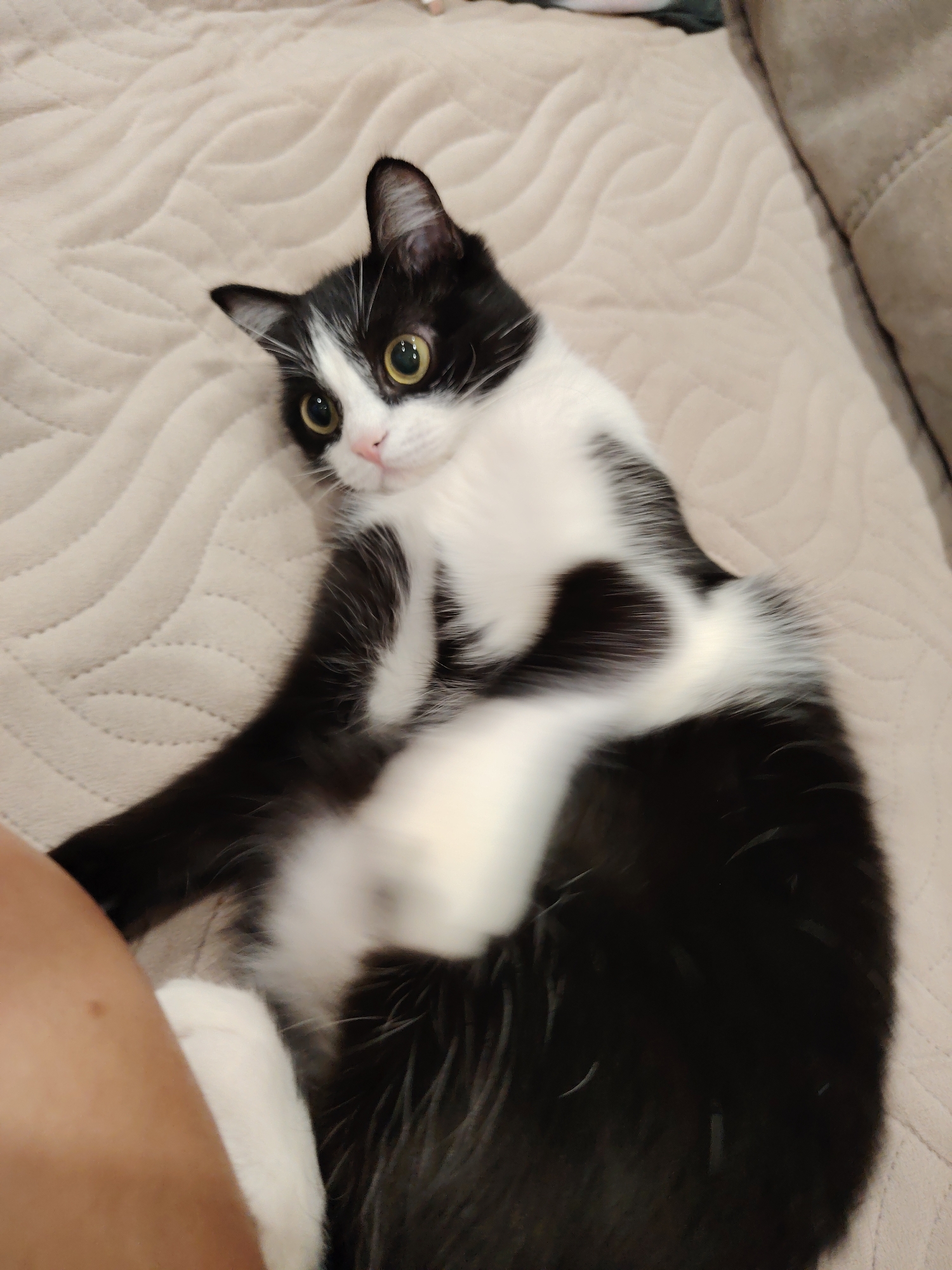 A black and white cat is lying on a beige blanket. The cat is on its back with its paws in the air. The cat's eyes are open and it is looking at the camera. The blanket has a quilted pattern. The image is taken from a slightly high angle.