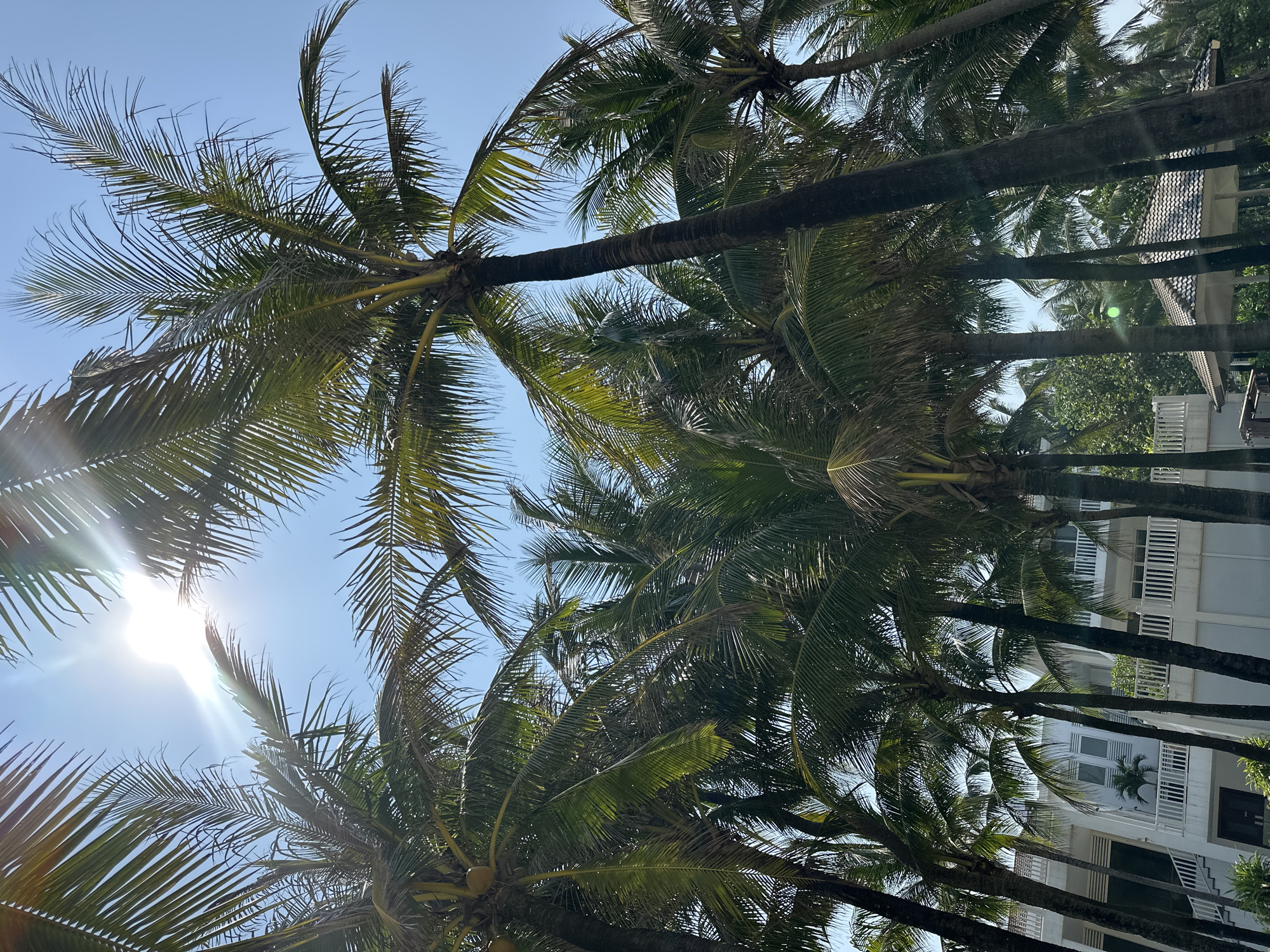 The image shows a view looking upwards through a dense canopy of palm trees towards a bright, clear blue sky. The sun is visible, creating a strong glare and illuminating the palm fronds. In the background, portions of a white building with balconies and windows are visible between the trees. The location is likely Đà Nẵng, Vietnam, as it is a coastal city known for its palm trees and beachfront resorts/buildings. The image captures a tropical setting, focusing on the natural elements of palm trees and sunlight, with architectural elements as a secondary component.