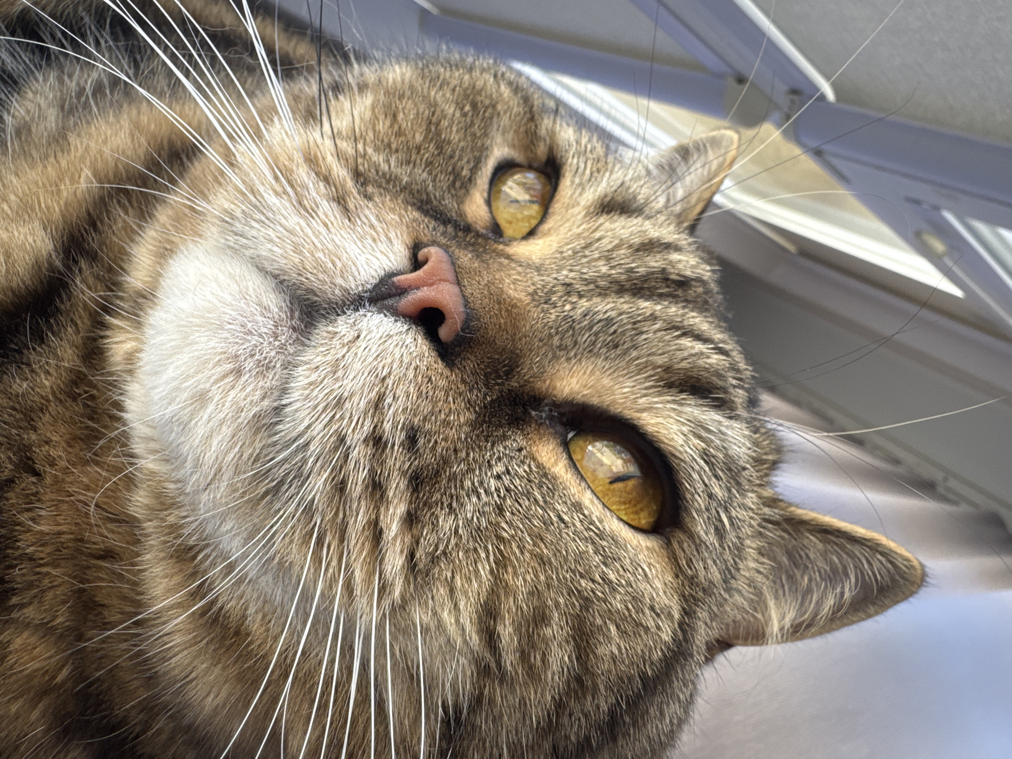 This is a close-up, upside-down photograph of a tabby cat's face. The cat has striking yellow eyes with vertical pupils and a pink nose. Its fur is a mix of brown, black, and white stripes, with long white whiskers fanning out from its muzzle. The cat appears relaxed, with a slightly curious or contemplative expression. The background is out of focus, but appears to be an indoor setting with white blinds or a window frame visible. The lighting suggests it could be daytime, with natural light illuminating the cat's face. The focus is sharp on the cat's features, emphasizing the texture of its fur and the detail in its eyes.