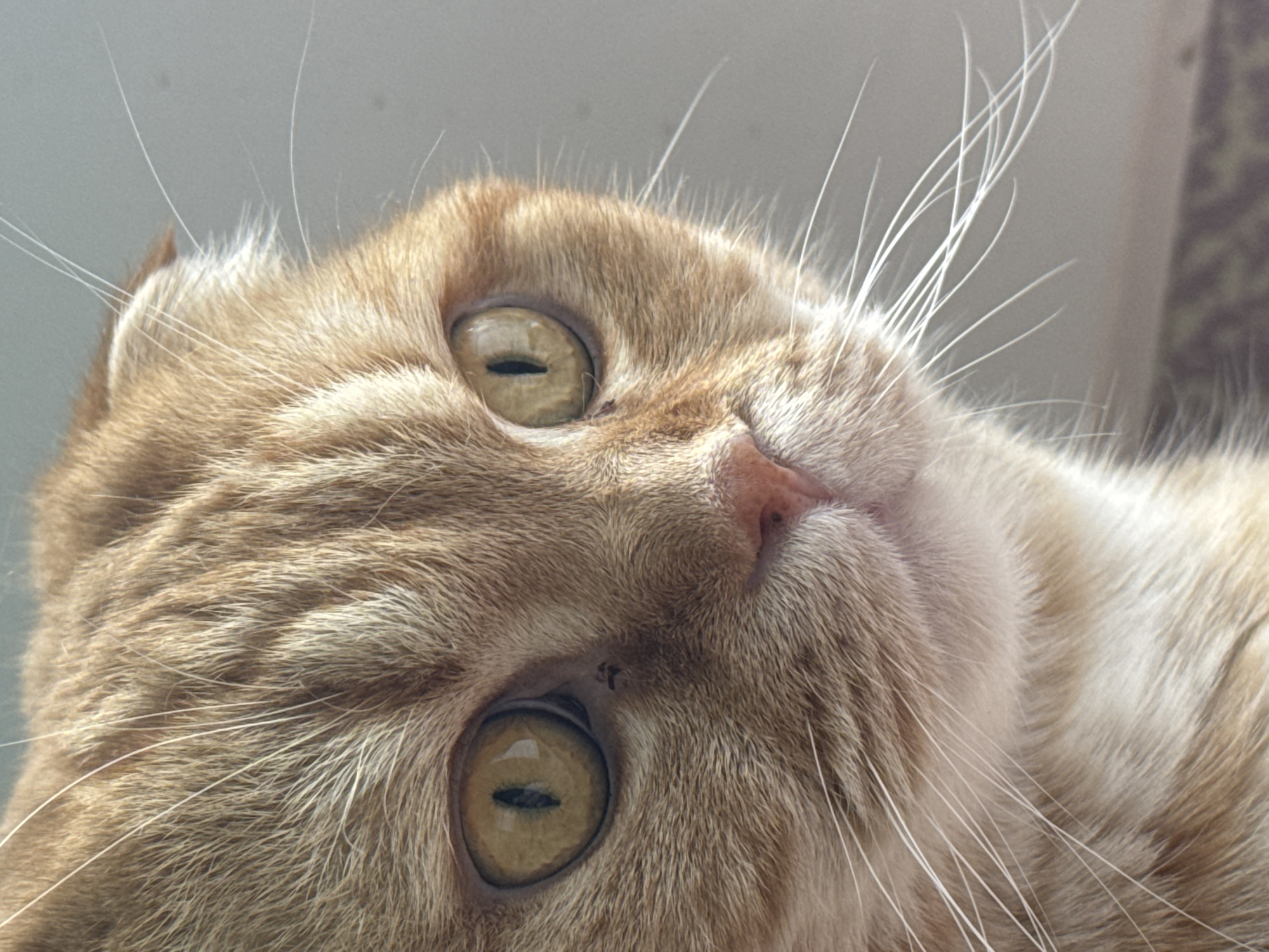 A close-up shot of a ginger tabby cat lying down, possibly in Новинки, Russia. The cat's head is tilted back, with its yellow-green eyes looking upwards. The cat's fur is predominantly ginger with lighter shades around the chin and neck. There are white whiskers and pink nose visible.