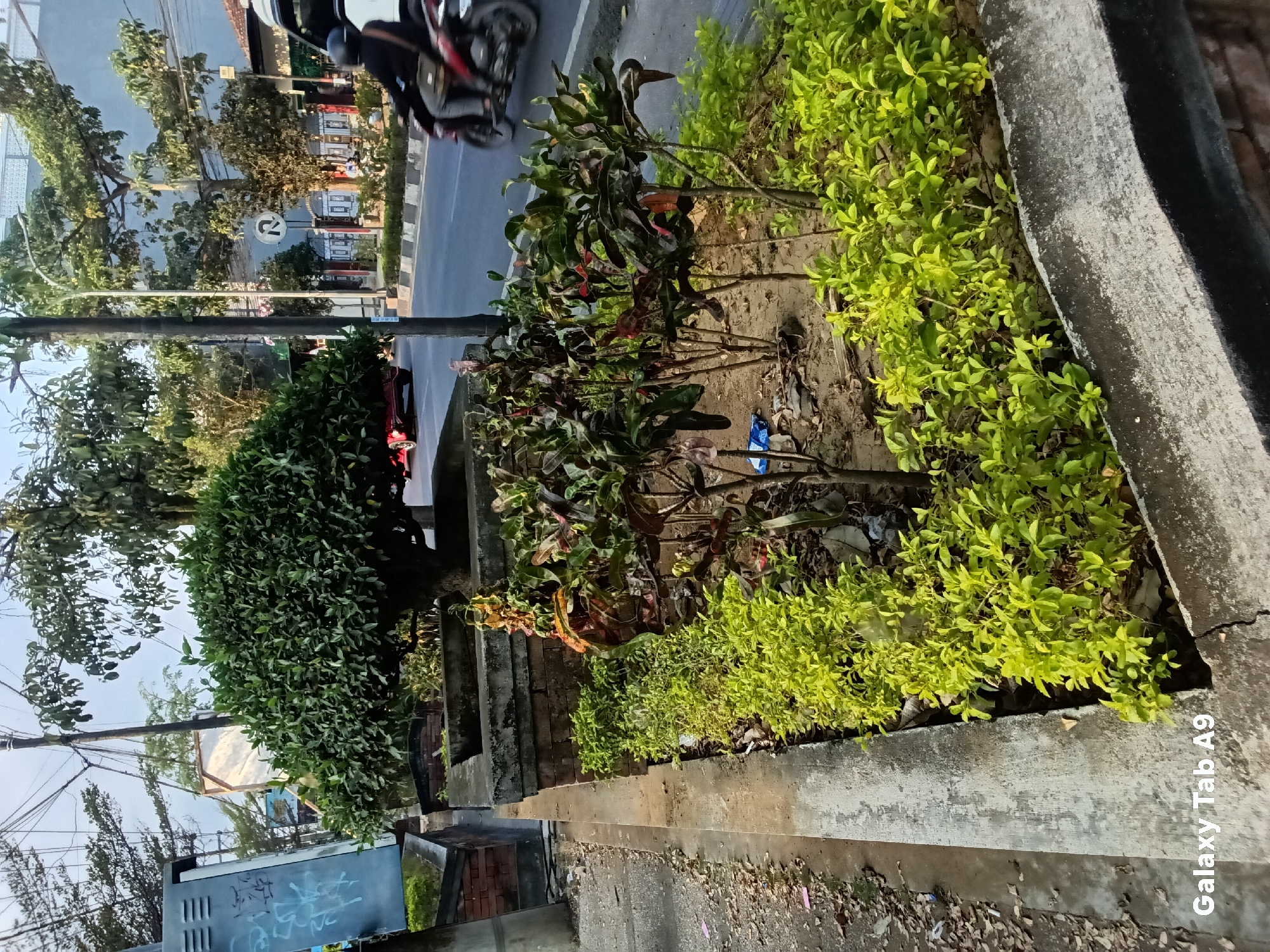 This is a street-level, eye-level, vertical shot of a roadside garden in Kelutan, Indonesia. The garden features a manicured, globe-shaped tree as its centerpiece, set within a concrete planter. In front of the large tree, a bed of smaller, leafy green plants is visible, interspersed with plants displaying red and green variegated foliage. The garden is bordered by a low concrete wall and a sidewalk made of concrete slabs, with dry leaves and debris scattered on the ground. Beyond the garden, a two-lane asphalt road is present, with a white and black striped curb. A motorcycle carrying a rider wearing a black helmet is moving away from the camera on the road. A red car is also visible further down the road. Overhead, a network of power lines and utility poles crisscross the sky. In the background, buildings with tiled roofs and a white building with a blue facade are seen, along with more trees. The sky is overcast. A metal utility box with graffiti is on the left side of the image. The bottom left corner of the image shows the text "Galaxy Tab A9".