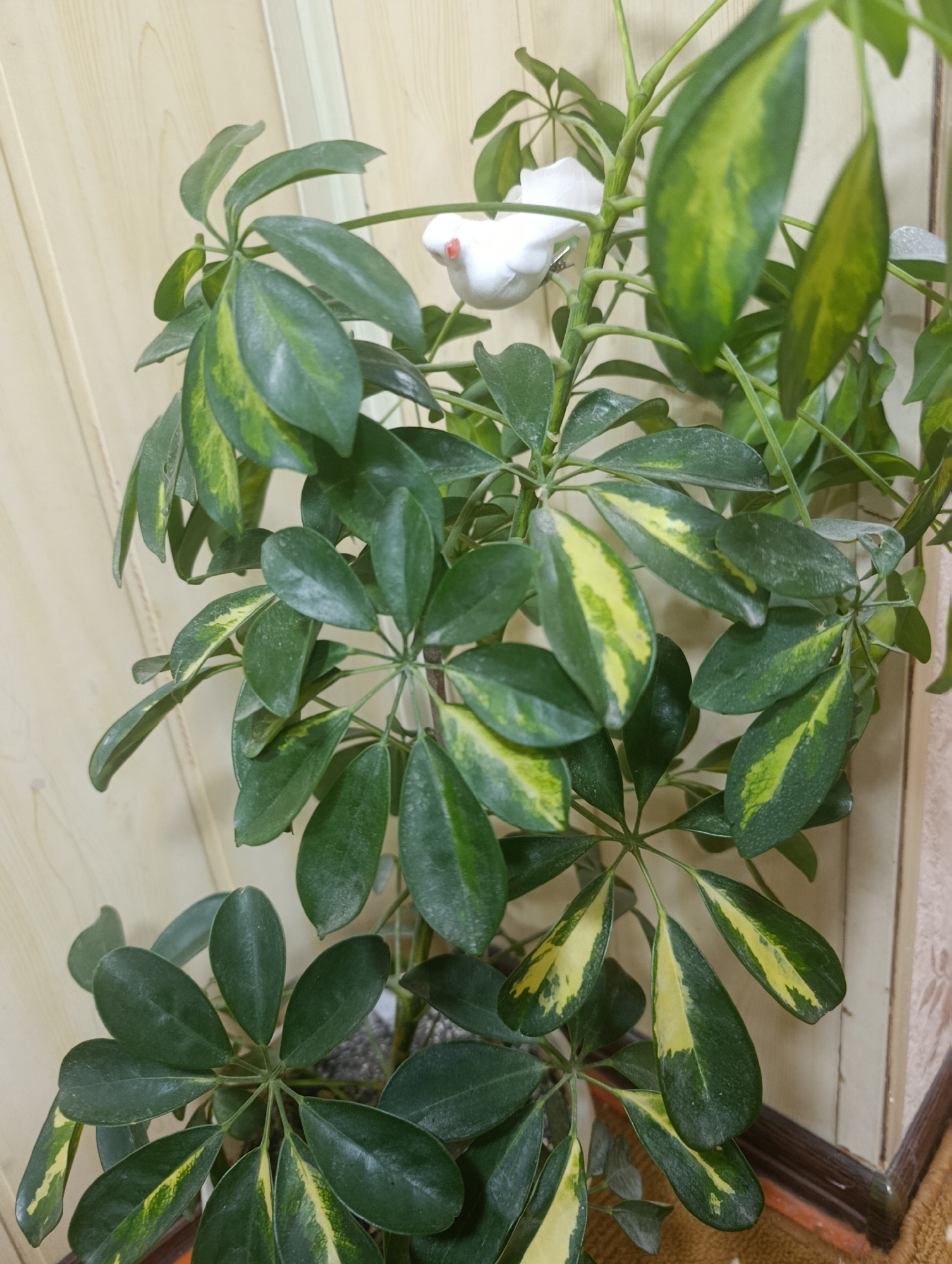 A close-up, eye-level indoor shot features a potted Schefflera plant with dark green leaves variegated with yellow. The plant is positioned against a light-colored, vertical paneled wall, possibly wood or laminate, with a darker brown trim on the right side. A small, white decorative bird with a red beak is perched on one of the plant's stems, partially obscured by leaves. The lighting is soft, suggesting an indoor setting without direct sunlight. The floor beneath the pot is not fully visible but appears to be carpeted in a neutral color. No people are present in the frame. The scene is static and domestic. The location in Kochkor, Kyrgyzstan, is not discernible from the visual elements within the image.