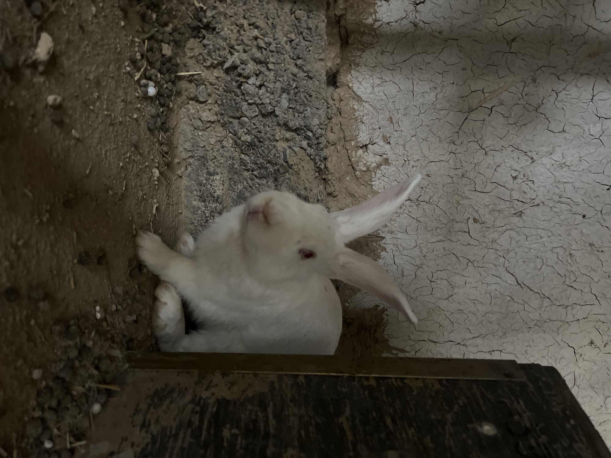 A white rabbit with red eyes is sitting in a dry, earthy enclosure. The walls of the enclosure are rough and cracked, with patches of dried mud and debris. To the right of the rabbit, a dark wooden post stands vertically. The ground is covered in dirt, small stones, and some scattered hay. There are also small dark pellets, presumably rabbit droppings, on the ground. The lighting is dim, suggesting an indoor or shaded area. The scene appears to be in a rural setting, possibly a barn or a hutch, in or near the city of Karamanas, Uzbekistan.