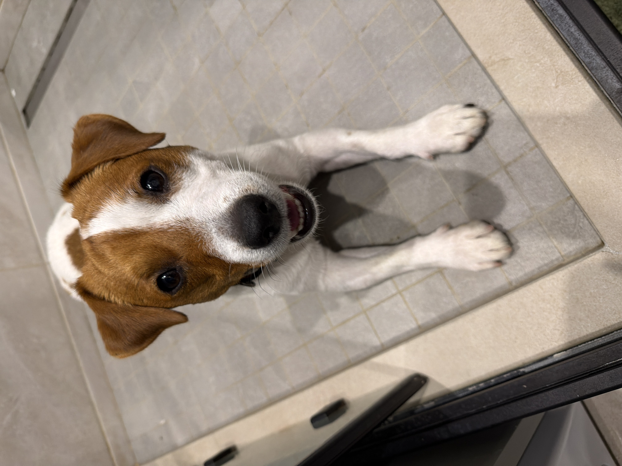 A Jack Russell Terrier with white and brown markings is lying on a tiled floor. The dog is looking directly at the camera with its mouth slightly open, revealing its teeth and tongue. The background consists of a tiled wall and a section of flooring that appears to be in a bathroom or shower area. There are no people or other animals visible in the image. The scene does not provide any information to suggest a location in Moscow, Russia.
