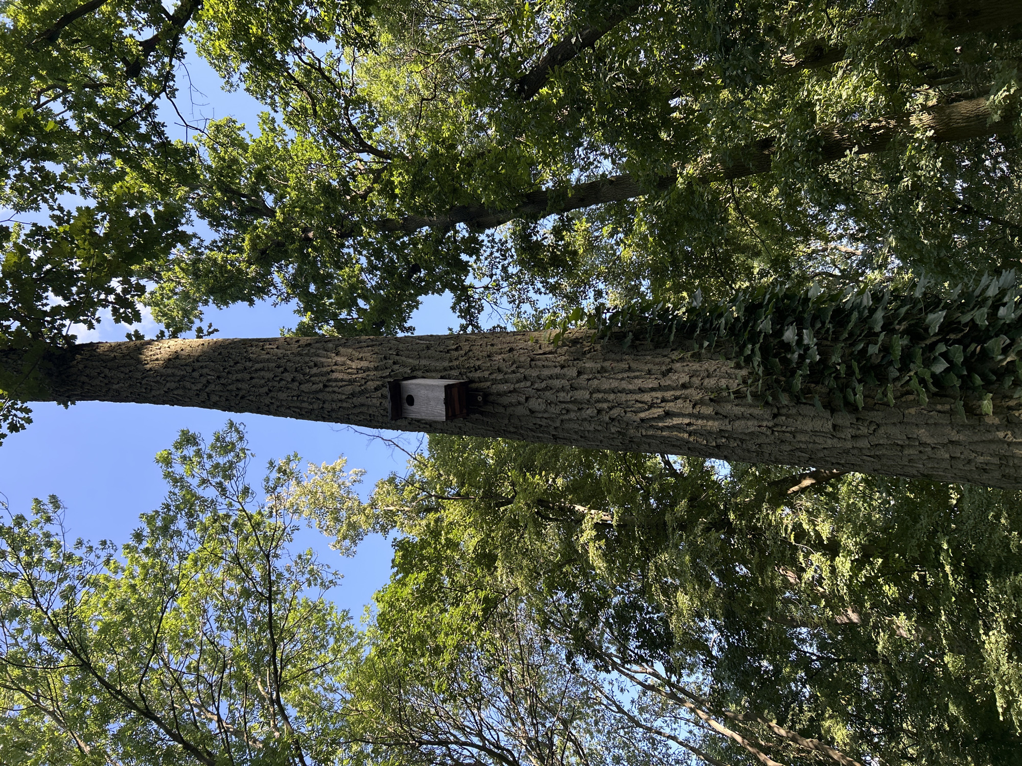 A birdhouse is attached to a large tree trunk. The birdhouse is made of wood and has a rectangular opening. The tree is surrounded by lush green foliage, suggesting a natural setting. The sky above is a clear blue. The image was taken in Tczew, Poland.