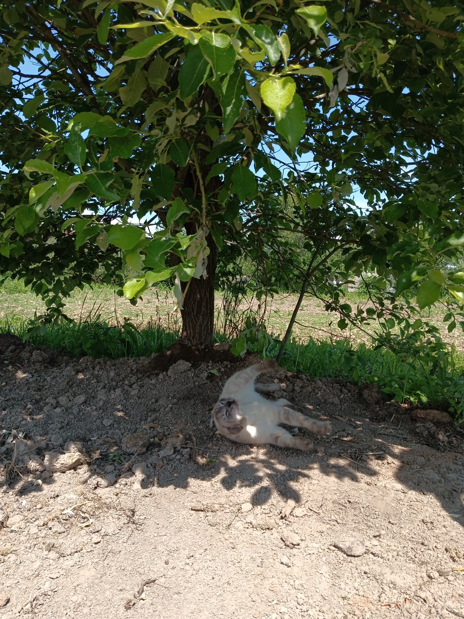 The scene is set outdoors in Фоки, Russia, under bright daylight conditions. A light-colored feline, appearing to be a cream or lynx point cat, is positioned in the lower center of the frame, lying on its back on dry, tilled earth. Its belly is exposed, and its paws are extended upwards and outwards, suggesting a state of relaxation or rolling. The feline's head is oriented towards the lower right of the image, with eyes appearing closed or partially closed.
A large deciduous tree with a dense canopy of green leaves dominates the upper portion of the image, providing significant shadow over the feline and the immediate ground. The tree trunk is visible in the mid-left. The ground beneath the tree consists of loose, light brown, tilled soil with distinct shadows from the tree's foliage. Beyond this shaded area, a strip of vibrant green grass and weeds is visible, transitioning into an open, sunlit field with sparser vegetation in the background. Patches of clear blue sky are discernible through the gaps in the tree canopy in the upper frame. No human subjects are present.