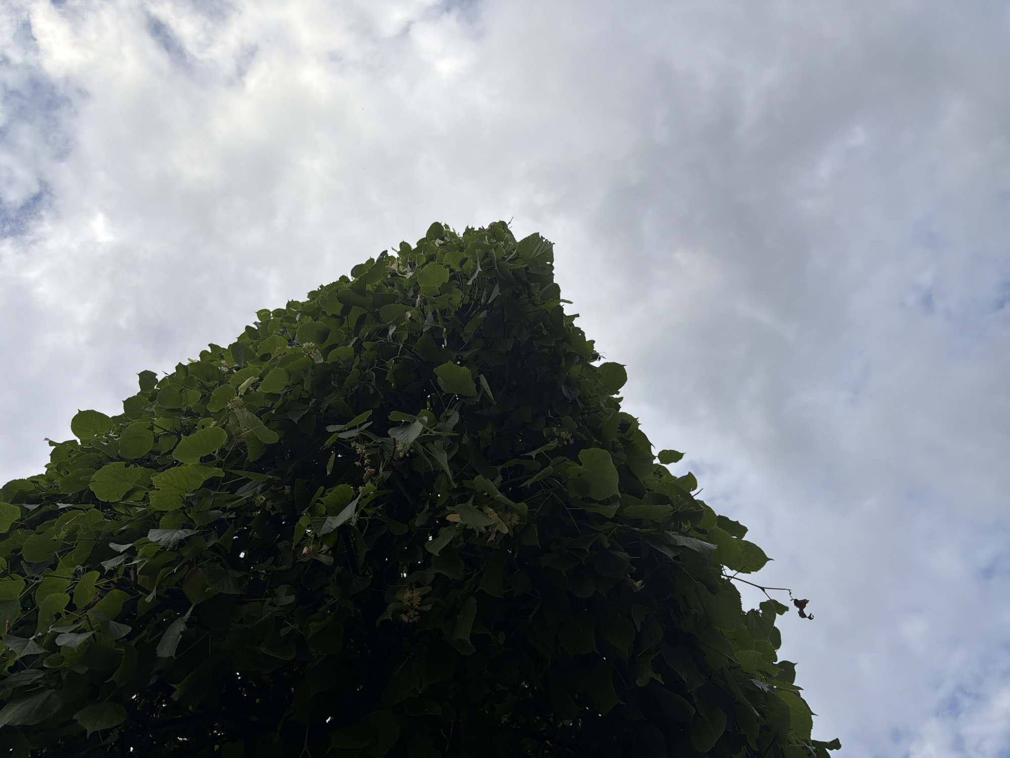A low-angle shot looks up at a dense canopy of green leaves against a cloudy sky. The leaves are dark green and fill the left side of the frame, with some lighter green leaves visible. A few small, pale flowers are interspersed among the foliage. The sky is a mix of white and gray clouds, with some patches of blue visible in the upper right corner. The overall impression is of being under a large tree on an overcast day.