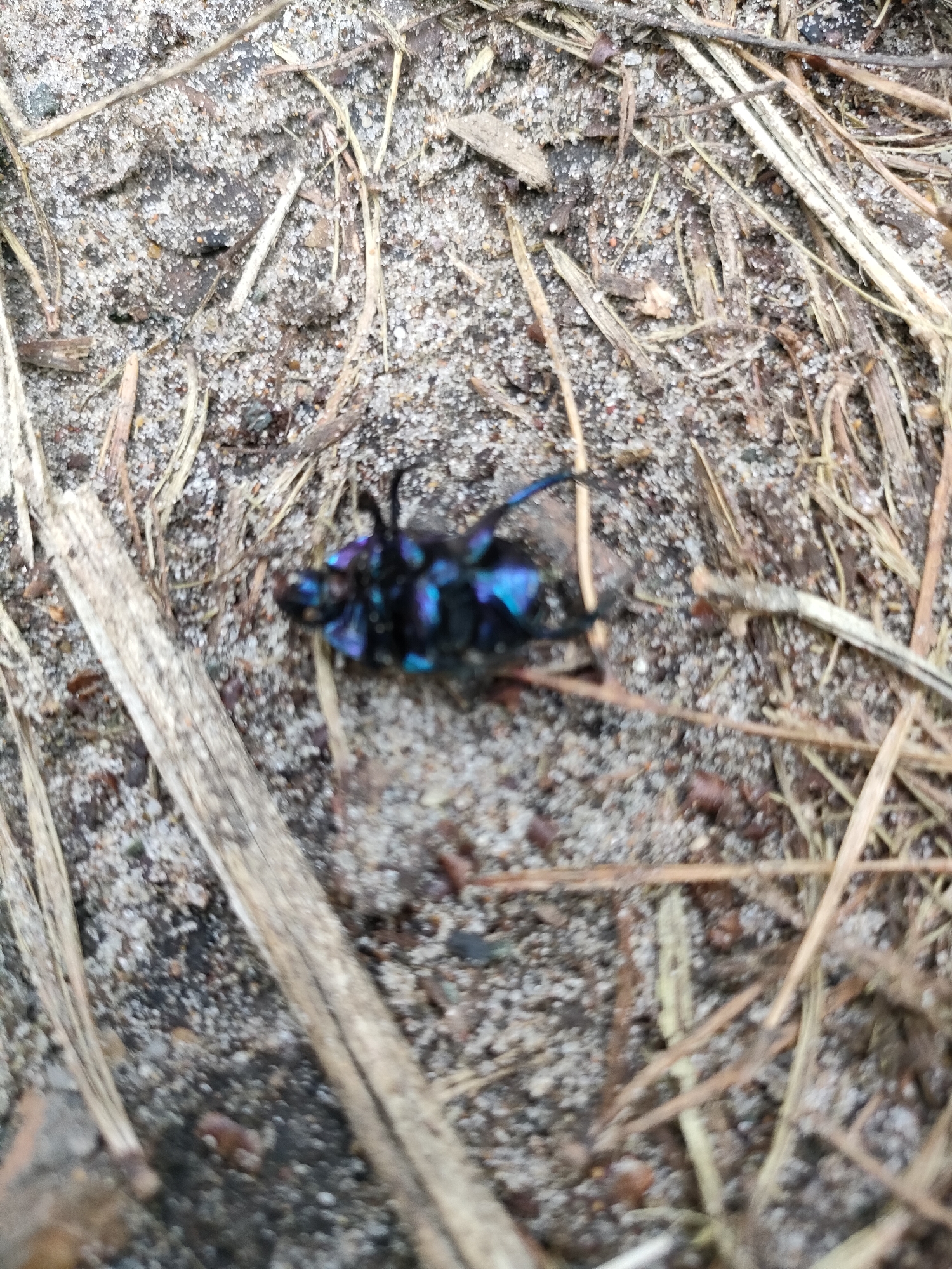 A dead insect, appearing to be a beetle with iridescent blue and purple coloring on its abdomen, lies on a patch of sandy soil mixed with dried grass and small twigs. The insect is partially obscured by the surrounding detritus and appears to be on its back, with its legs and antennae visible. The overall scene is outdoors and natural. The location is specified as Lebyazh'e, Russia.