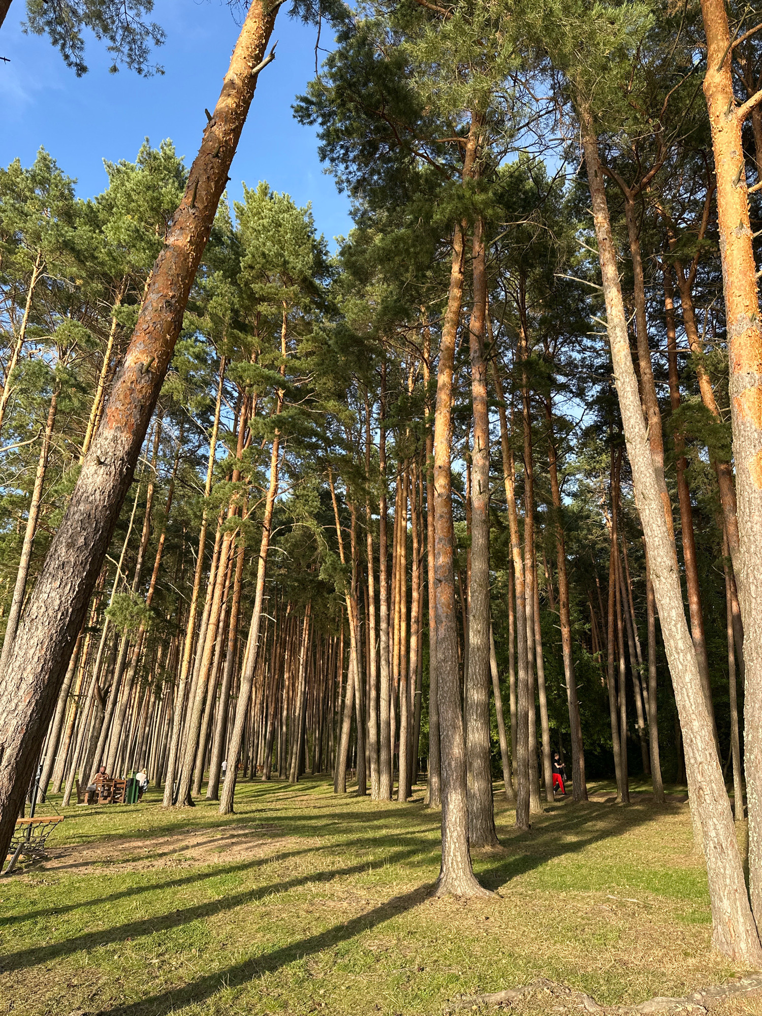 The image depicts a dense forest with tall pine trees casting long shadows across a grassy clearing. The sun is shining, creating dappled light on the ground. In the background, a few people are visible, suggesting a recreational area. One person is seated at a wooden picnic table, and another individual wearing red pants stands further back among the trees. The overall impression is of a serene natural setting within the Ждановіцкі сельскі Савет, Belarus.