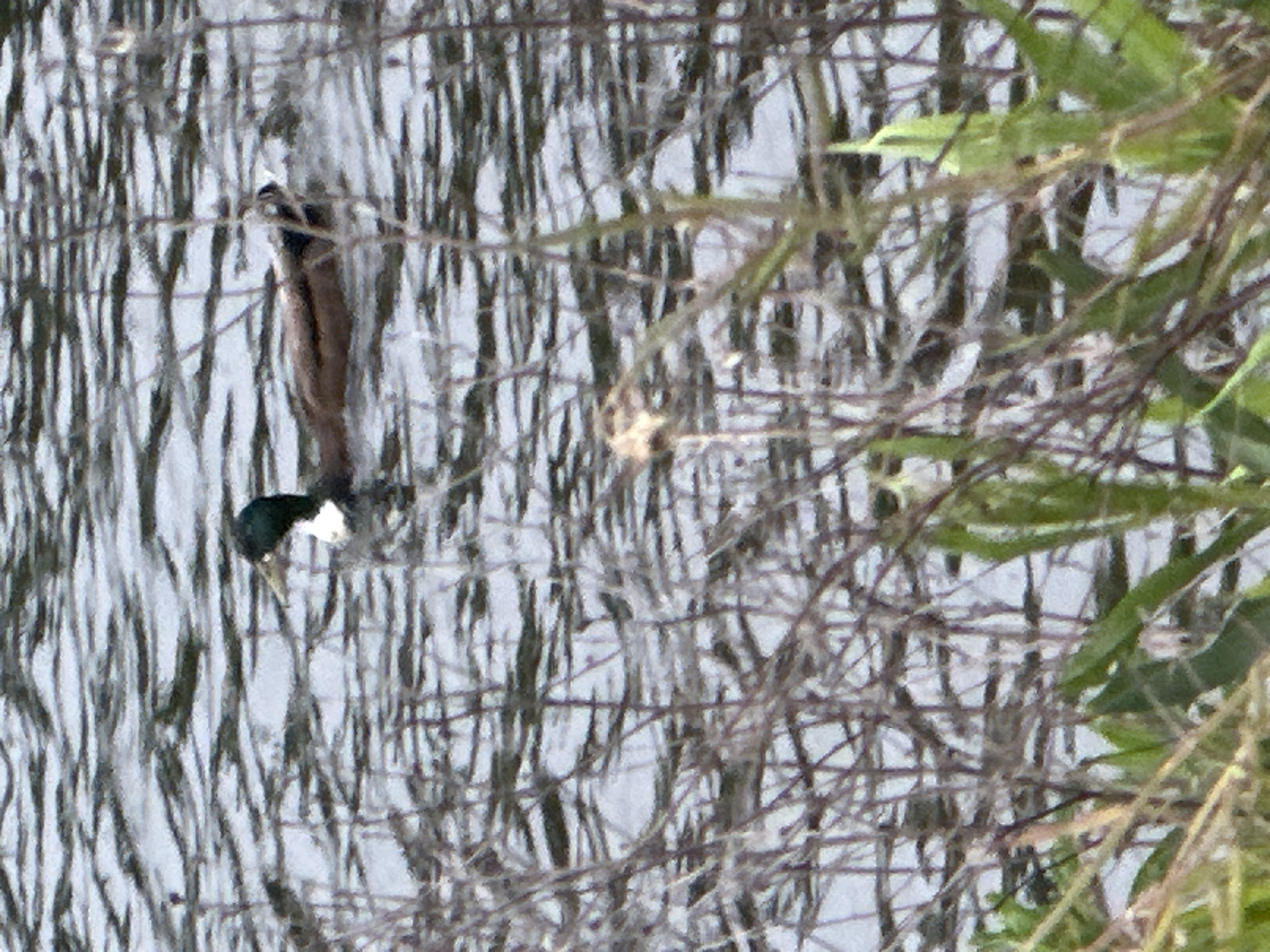 The image displays a male duck swimming in rippled water, viewed through a dense foreground of intertwined, leafless branches and some green foliage. The duck, consistent with a mallard, features an iridescent dark green head, a distinct white neck ring, and a reddish-brown chest and flanks. Its back is darker. The duck's head is turned slightly to the right of the frame's center, and it floats on the water, which exhibits numerous small, horizontal ripples. The foreground vegetation extends across the lower half of the image, partially obscuring the duck's lower body. The scene is illuminated by ambient daylight. The location is Unknown, Unknown.