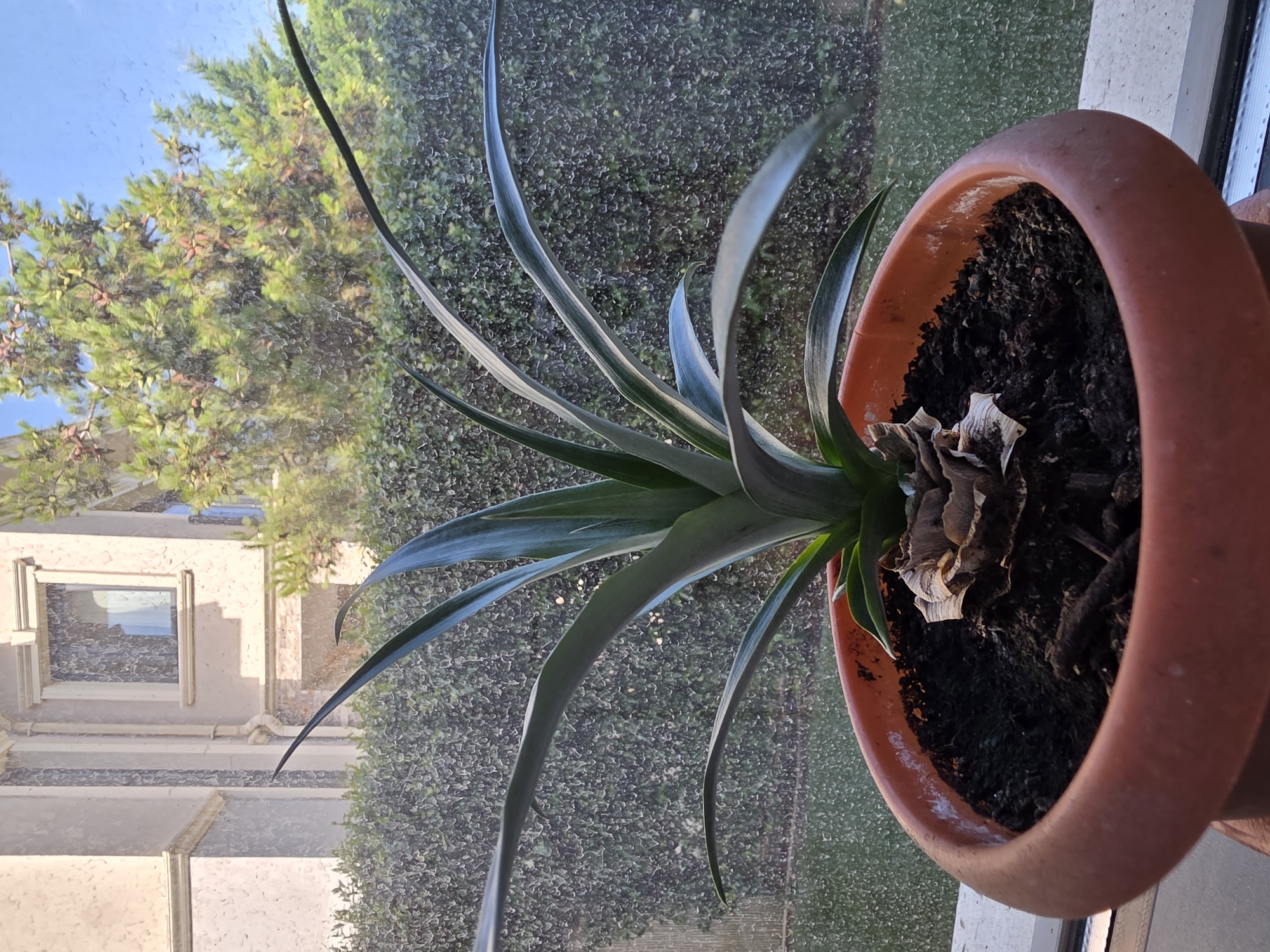 A potted pineapple plant sits on a windowsill, its long, green leaves fanning out from the center. The plant is in a terracotta-colored pot filled with dark soil. The pot is positioned in front of a window that looks out onto a courtyard or garden area. The windowpane has numerous water droplets on it, suggesting it may have rained recently or the window is misted.
Beyond the window, a dense green hedge forms a backdrop. To the left, a portion of a building is visible, characterized by light-colored walls and a window with a patterned curtain. To the right, a tree with green foliage and visible pinecones is illuminated by the sunlight. The sky above is a clear blue.
The overall setting suggests an indoor plant placed near a window with a view of an exterior landscape in Surakhany Raion, Azerbaijan. There are no people or animals present in the image.