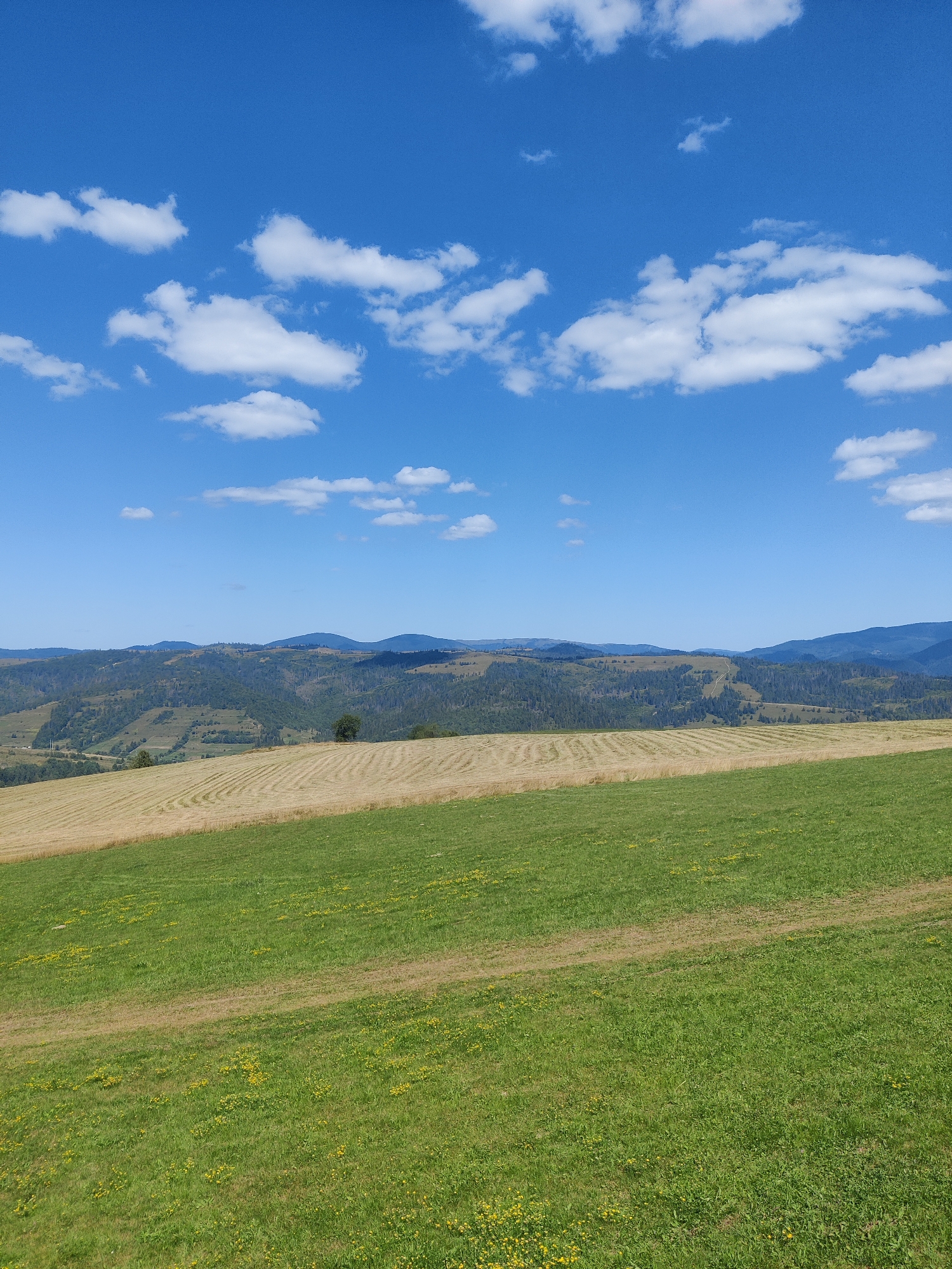 This image captures a pastoral landscape under a bright blue sky dotted with fluffy white clouds. In the foreground, a vibrant green meadow is partially covered with small yellow wildflowers. Beyond the meadow, a field of recently harvested hay is laid out in neat rows, its golden color contrasting with the lush green of the grass. A solitary dark tree stands on the horizon of the hayfield. Further in the distance, rolling hills covered in dense green forests stretch towards the horizon, forming a layered mountain range. The overall scene suggests a serene rural environment in Izky, Ukraine.
