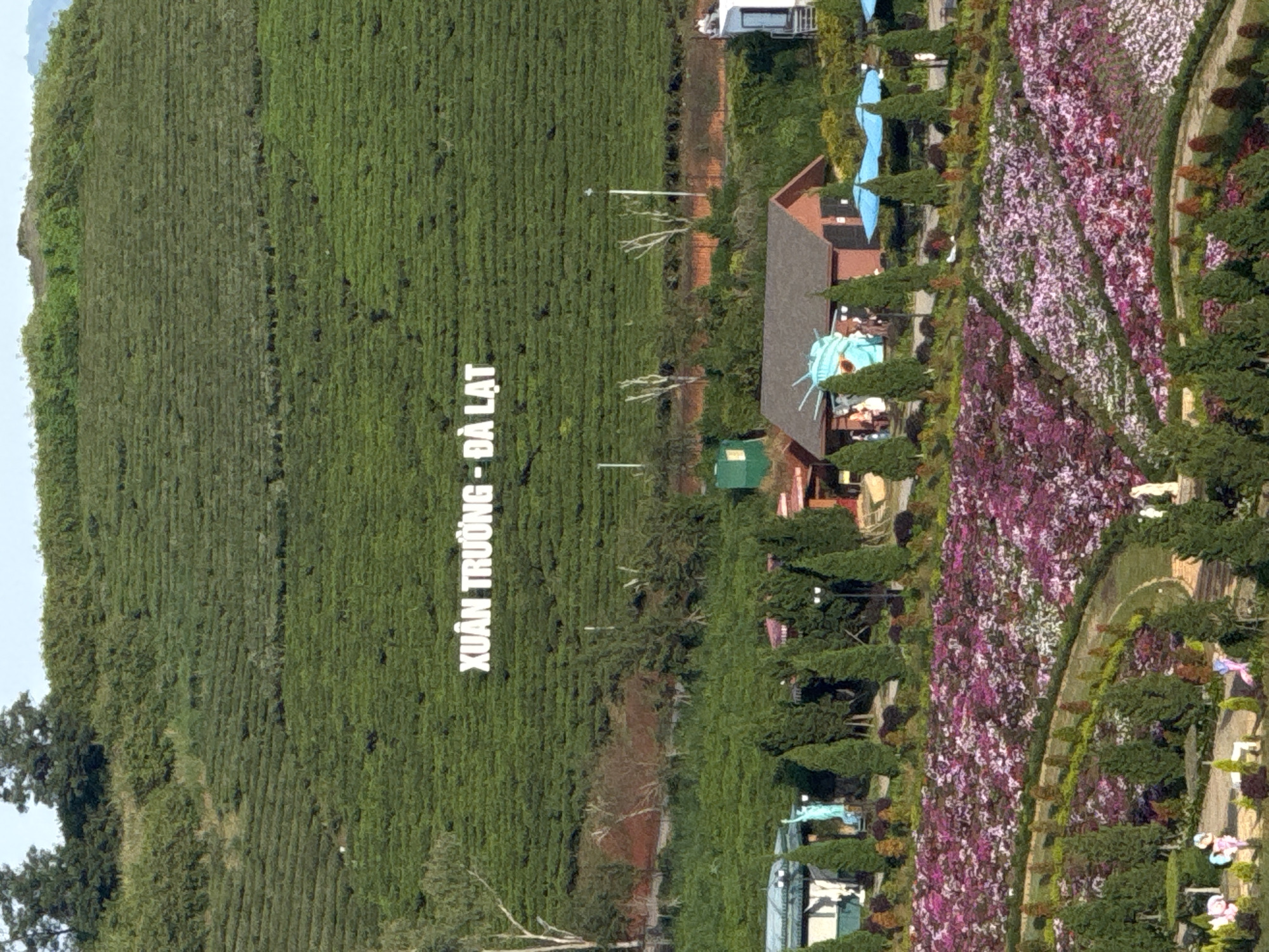 This is an aerial, wide-angle, vertical, eye-level shot of a sprawling green tea plantation in Xuân Trường, Đà Lạt, Vietnam. The plantation covers a large hillside, with neat rows of tea bushes forming horizontal lines across the landscape. In the foreground, a vibrant flower garden displays a dense carpet of pink and purple blossoms, arranged in a curvilinear pattern. Scattered throughout the garden are various decorative elements, including trees shaped into cones, a miniature Statue of Liberty, and small buildings with red roofs. The sky above is a clear, pale blue. The overall impression is one of natural beauty and cultivated leisure.