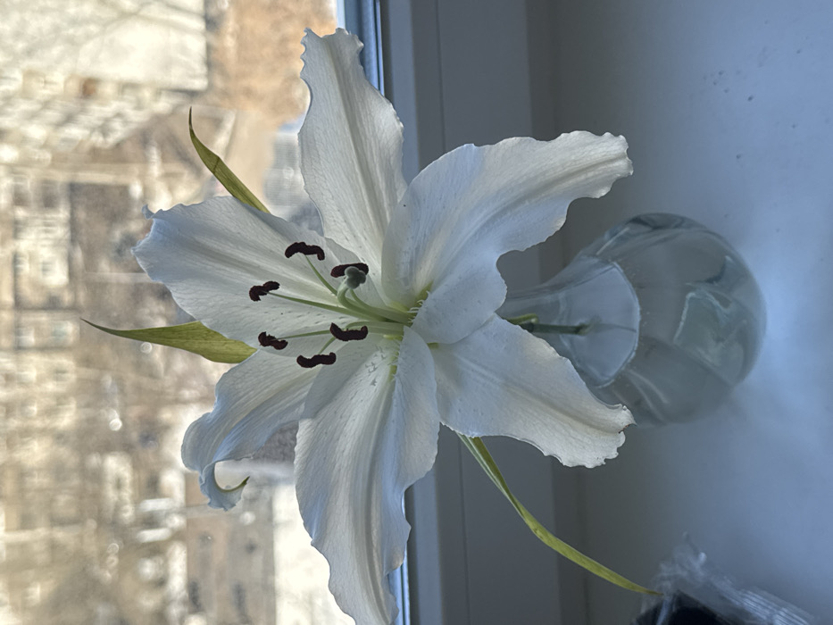 A single white lily flower stands in a clear glass vase filled with water, positioned on a white windowsill. The lily features six prominent white petals, a central green pistil, and six stamens topped with dark reddish-brown anthers. Green leaves are visible along the flower's stem. The background, observed through a window, is blurred, revealing an urban landscape composed of multi-story residential buildings, consistent with Soviet-era apartment blocks found in Moscow, Russia. Bare tree branches are discernible among the buildings, indicating a late winter or early spring season. Natural daylight illuminates the scene from the left. No individuals or specific actions are depicted.