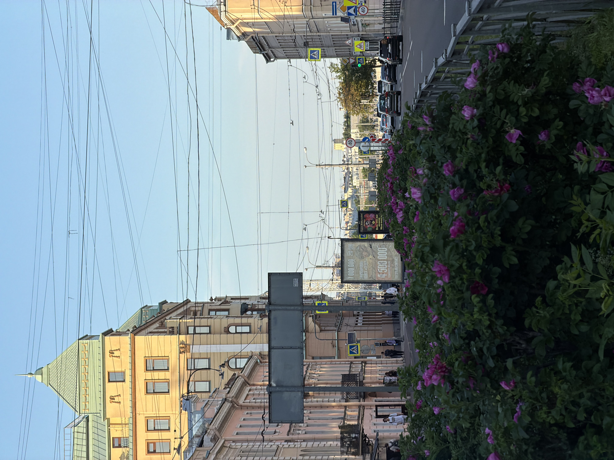 The image shows a street scene in Saint Petersburg, Russia, with buildings, traffic, and a large bush of pink roses in the foreground. The buildings on the left are multi-story structures with decorative facades, painted in yellow and pink. The building on the far left has a distinctive green, pointed roof. Across the street, more buildings line the road, also appearing to be several stories high. A busy street with cars driving in both directions is visible, with traffic signs and streetlights along the way. Pedestrians can be seen walking on the sidewalks. Overhead, a complex network of electrical wires crisscrosses the sky. The overall impression is a vibrant city street bathed in the warm light of either early morning or late afternoon.