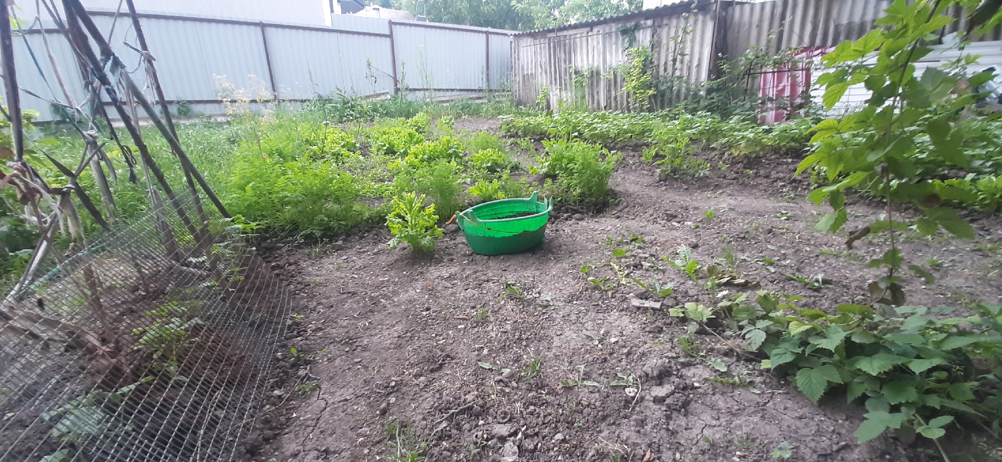The image depicts a backyard garden in Yessentukskaya, Russia, featuring rows of leafy green plants, likely vegetables, growing in dark soil. A bright green plastic bucket sits on the ground amidst the plants. A chain-link fence runs along the left side of the frame, and a corrugated metal fence forms the background. The overall scene suggests a cultivation area with signs of recent gardening activity.