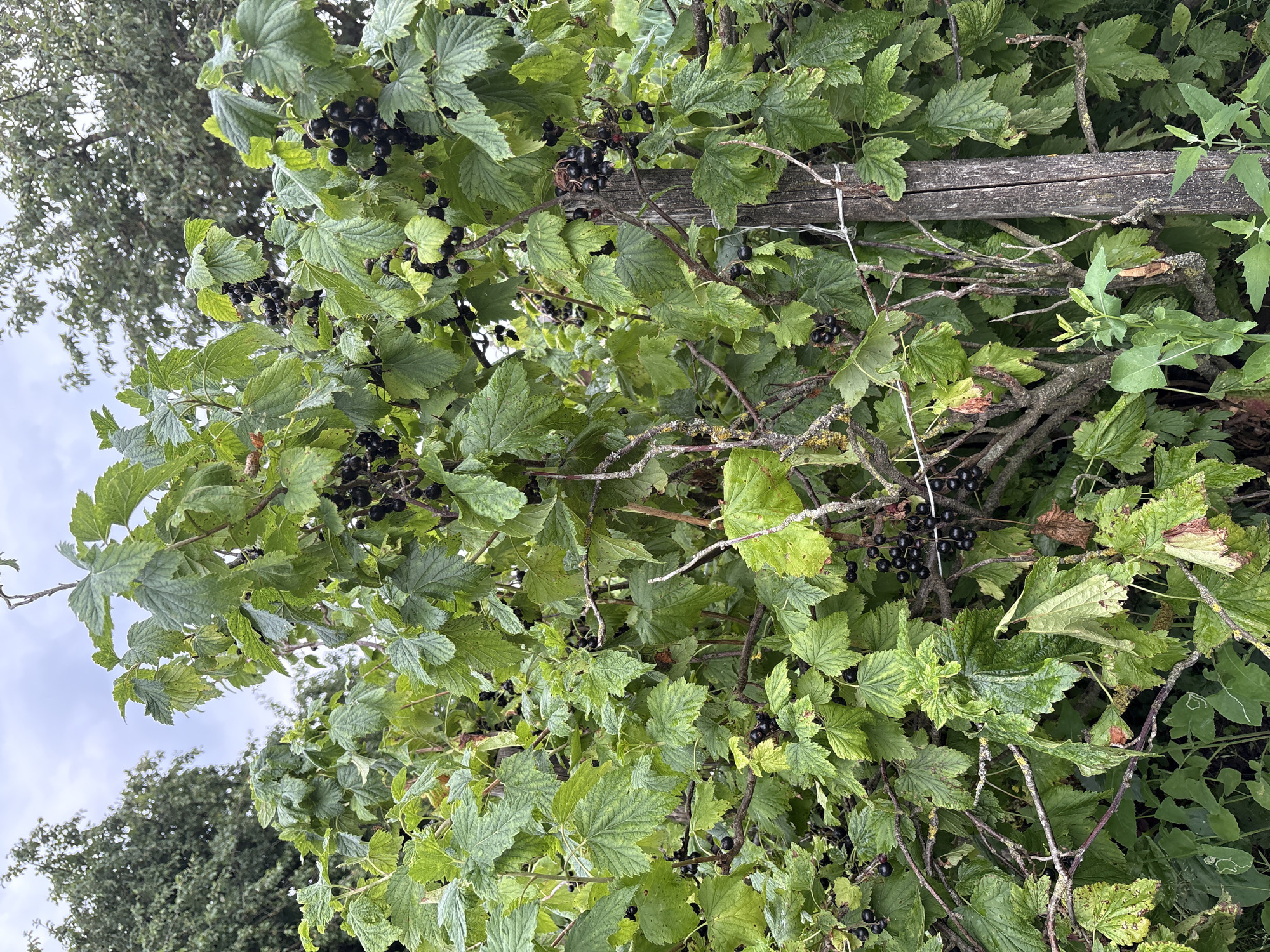 The image shows a close-up of a blackcurrant bush laden with ripe black berries. The bush is dense with green leaves, some of which appear slightly wilted or discolored. Several clusters of dark, round berries are visible throughout the foliage. A weathered wooden post, likely part of a fence or support structure, is present on the right side of the frame, with a white wire wrapped around it. The background consists of more greenery and a cloudy sky. The scene appears to be outdoors in a garden or natural setting within the Відзаўскі сельскі Савет, Belarus. There are no people visible in the image.