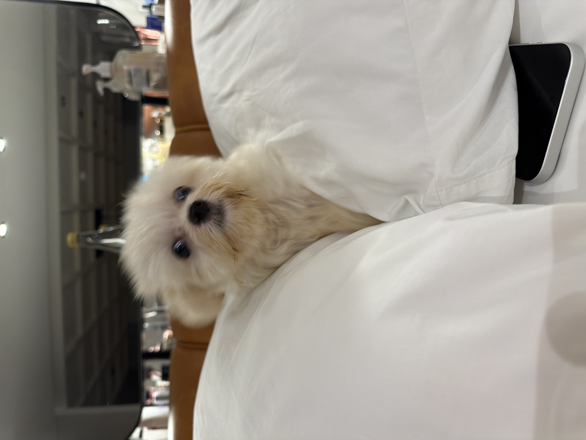 A small, white, fluffy dog is nestled in a white pillow on a bed, with a phone partially visible under the pillow. The location is Tibubeneng, Indonesia. A vanity table with toiletries can be seen in the background.