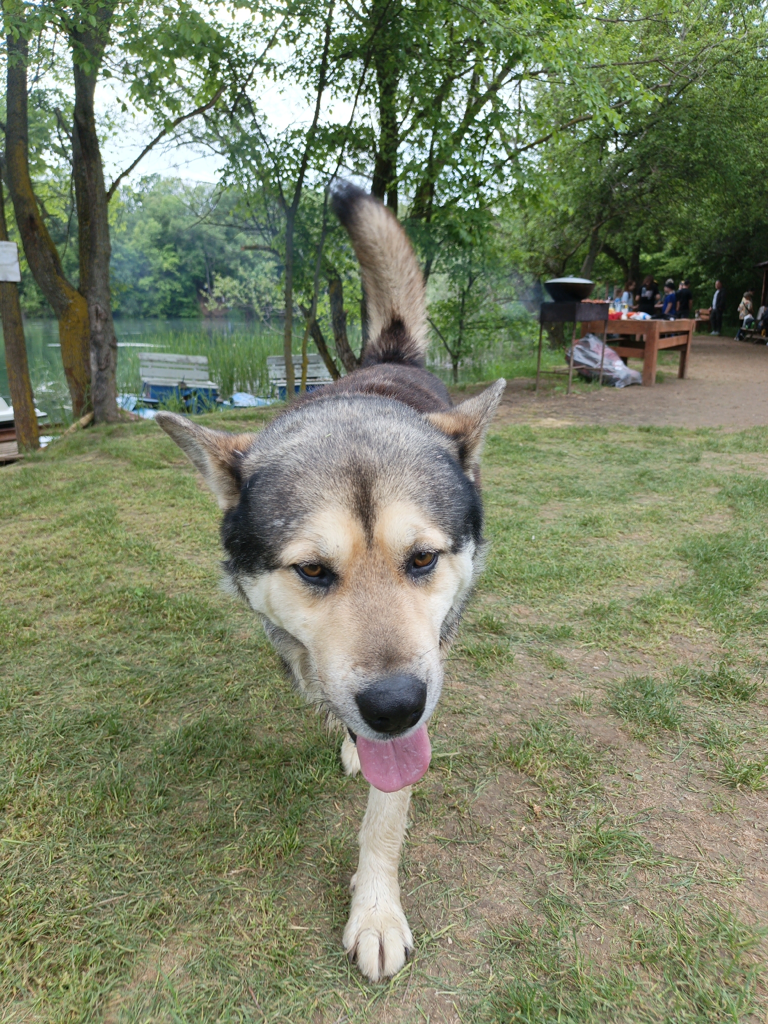 A dog with a grey and tan coat, its tongue protruding, walks towards the camera on a grassy area in Терновский округ, Ukraine. In the background, a lake is visible to the left, with trees and a wooden dock. To the right, there are people gathered around a table and a barbecue grill.